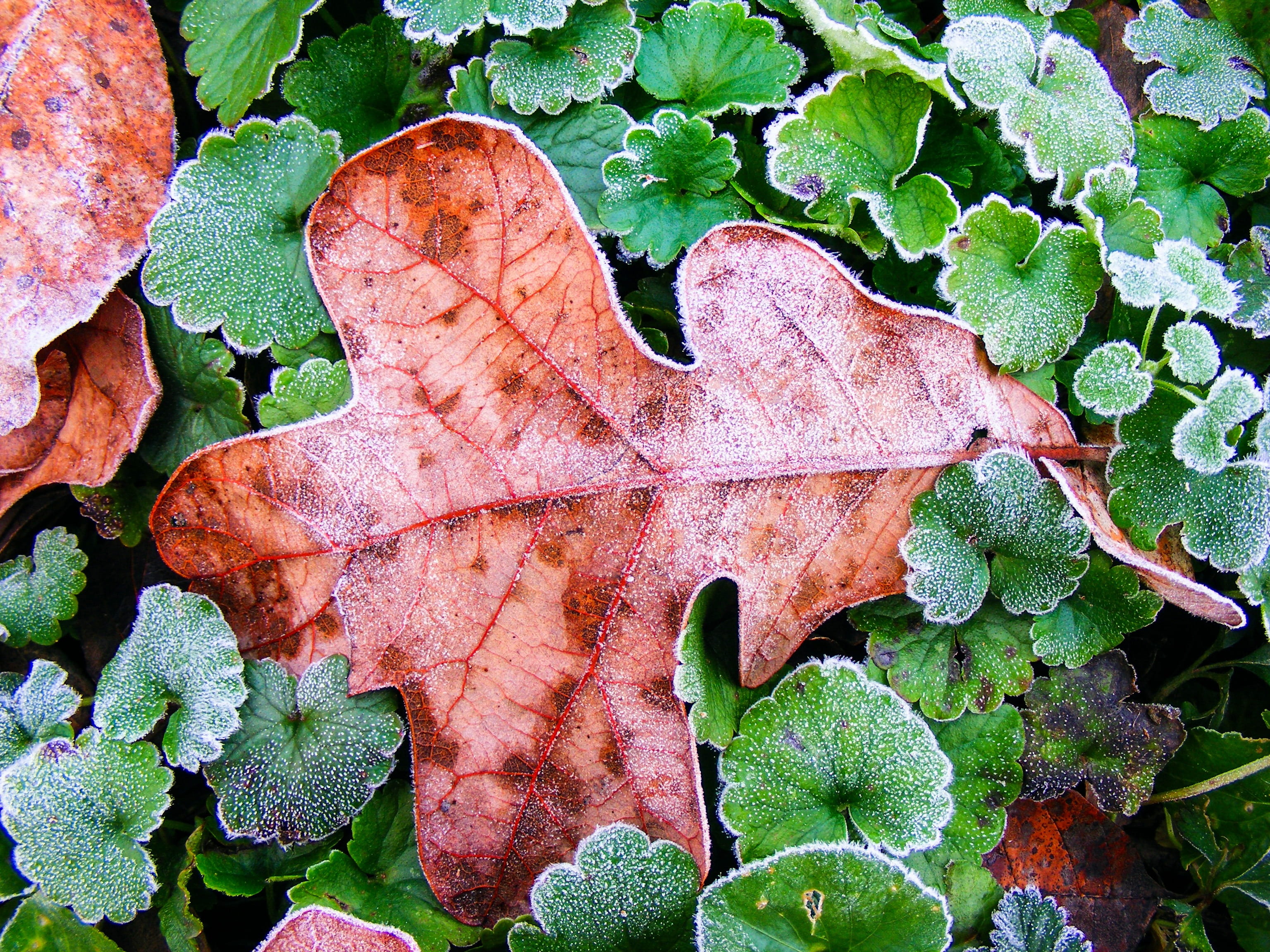 gone, green color, ending, high angle view, plant, leaf vein, closing, dying, death, vulnerability, marrowbone, 2K, finality, change, leaves, die, close-up, HD Wallpaper
