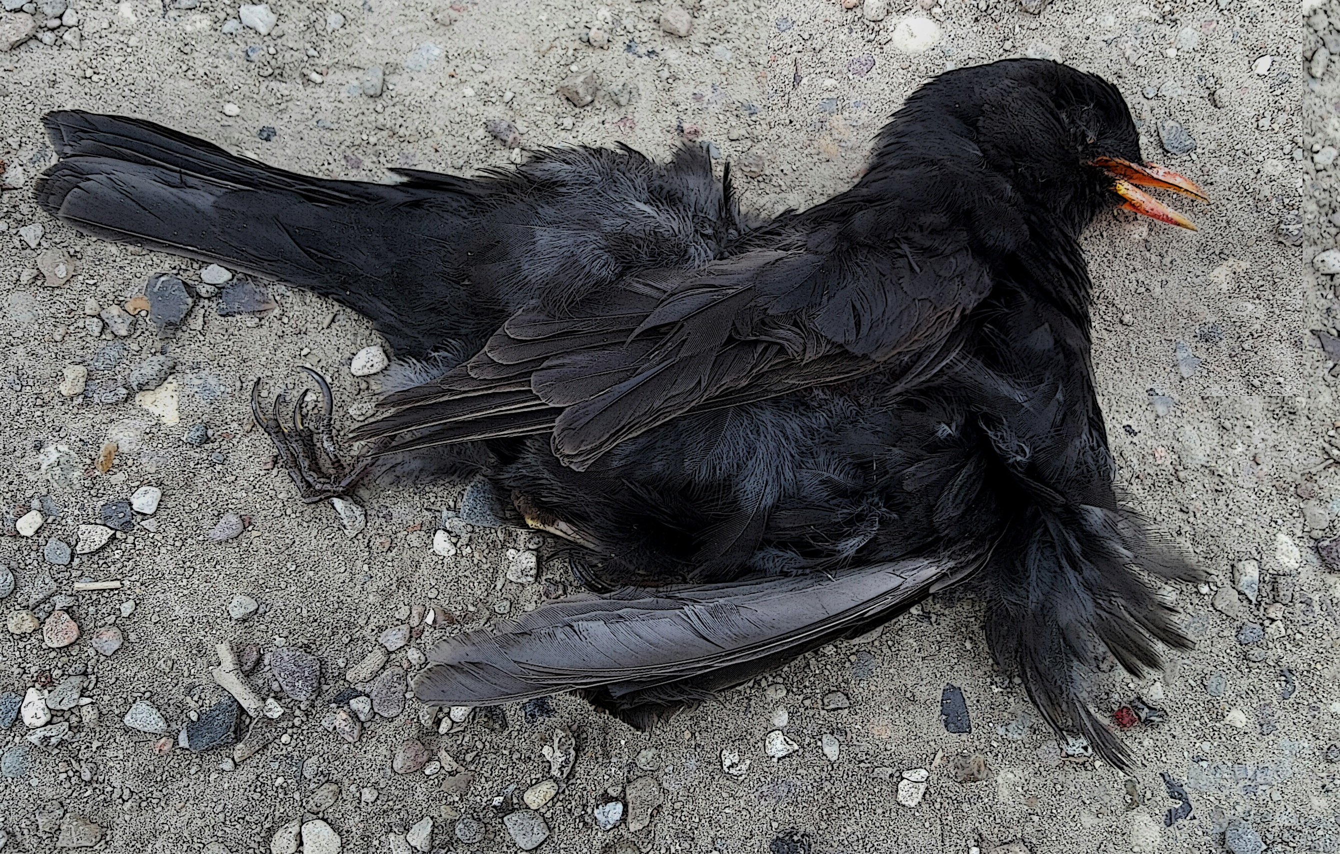 day, nature, at the end of life, 2K, outdoors, cartoon style, dead blackbird, animal themes, animals in the wild, domestic, land, feather, animal, no people, HD Wallpaper