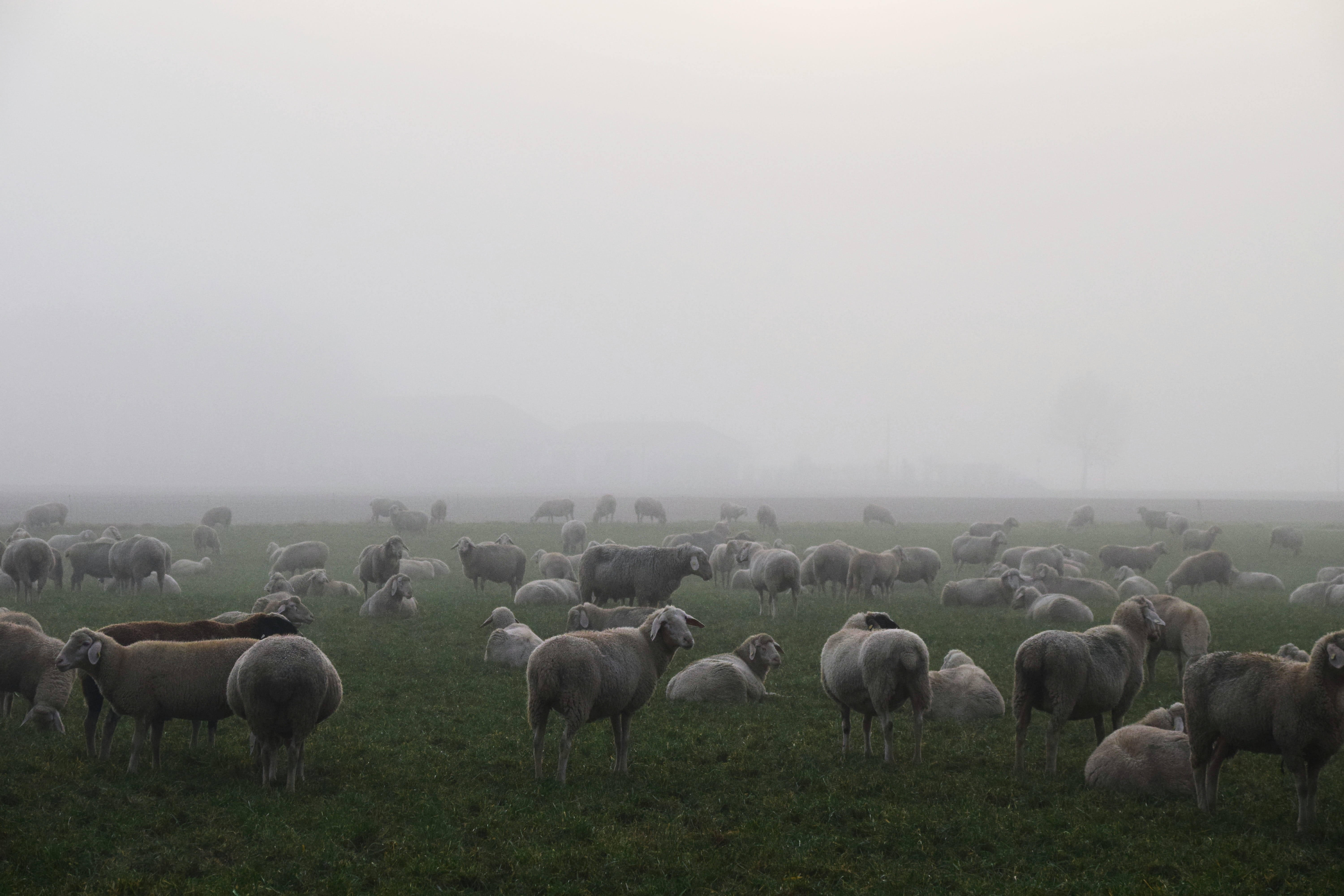 atmosphere, Sheep, field, nature, vertebrate, Mist, landscape, no people, grass, herbivorous, autumn, mammal, animal, animal themes, group of animals, environment, HD Wallpaper