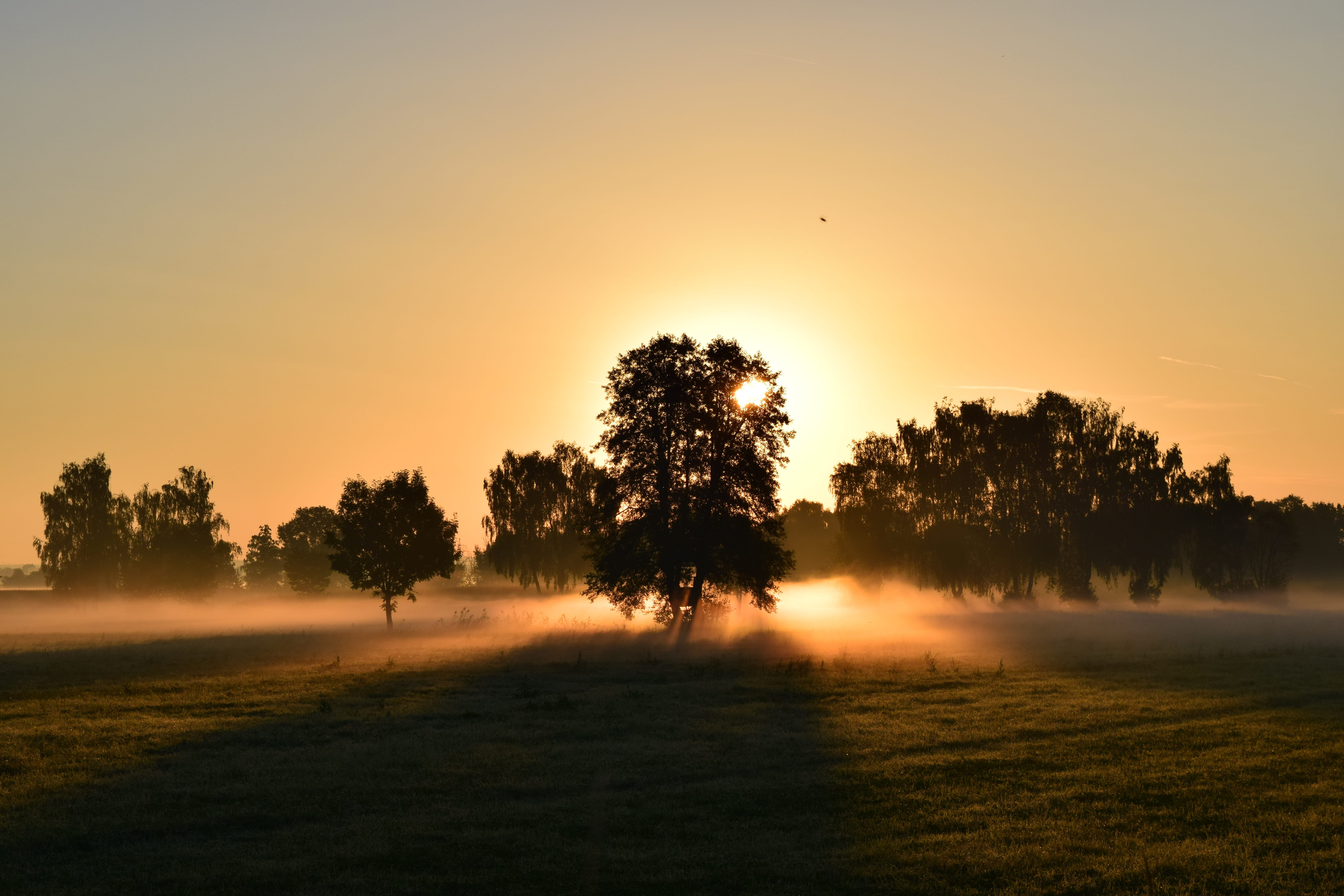 grass, postcard, plant, rural Scene, non-Urban Scene, mood, field, morning, orange color, silhouette, new beginning, romantic, no People, photo, landscape, HD Wallpaper