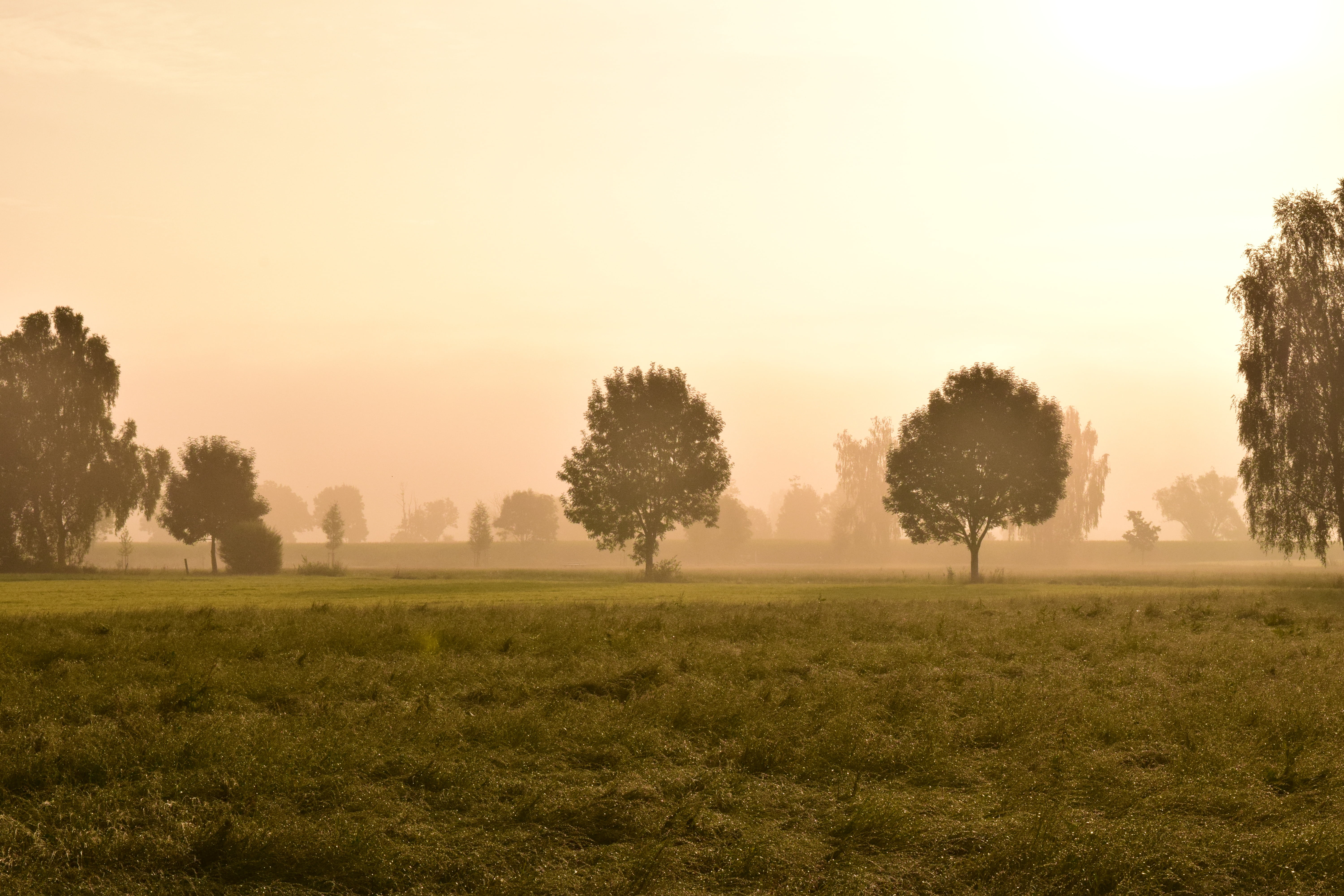 plant, rural, non-urban scene, outdoors, haze, morning, growth, no people, tree, sky, environment, land, morning mist, tranquil scene, twilight, grass, HD Wallpaper