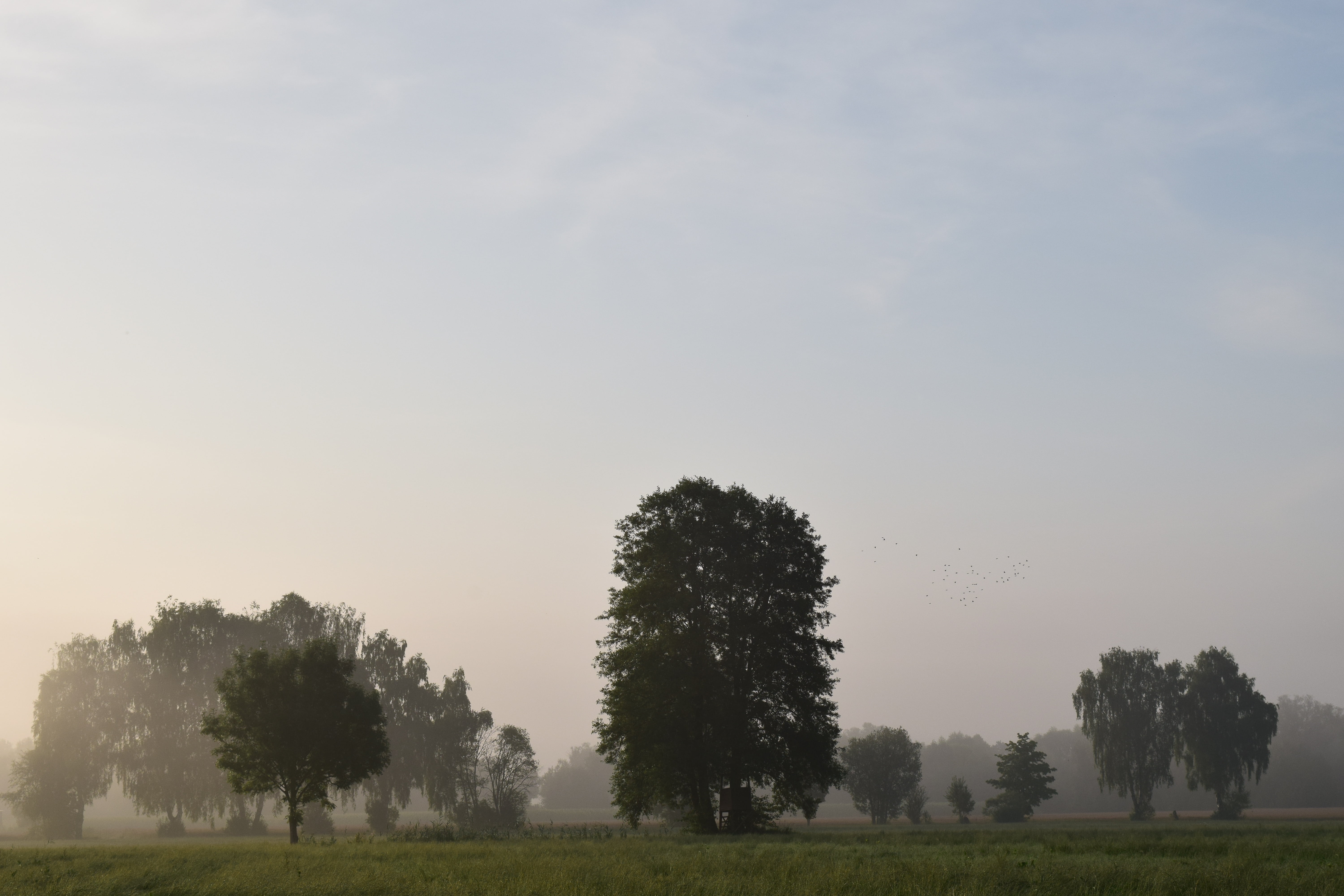 beauty in nature, scenics - nature, tree, grass, fog, environment, morning mist, tranquility, non-urban scene, 5K, sky, outdoors, trees, plant, landscape, HD Wallpaper