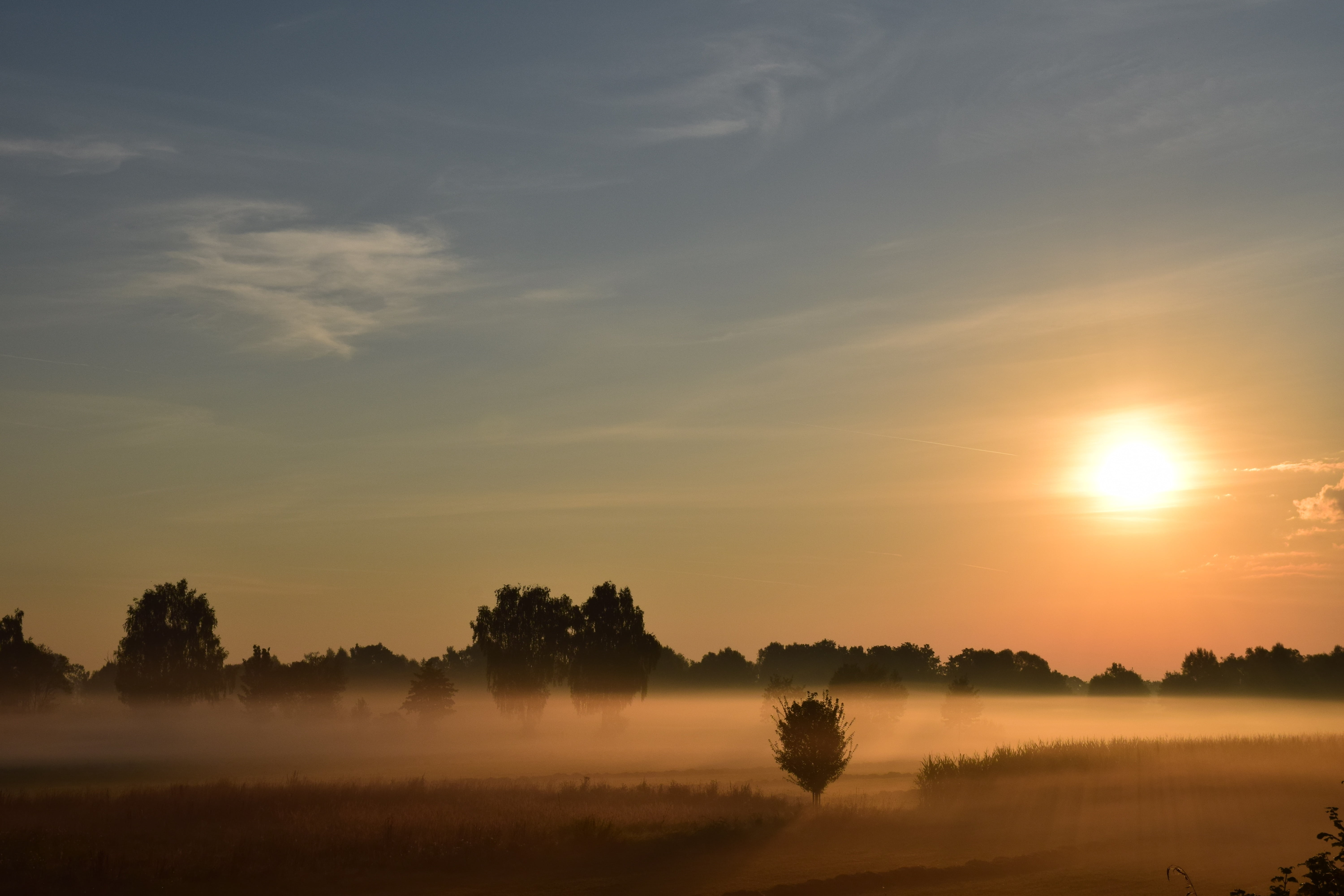 field, tranquility, trees, mood, beauty in nature, daytime, romantic, land, sunrise, scenics - nature, environment, tree, tranquil scene, non-urban scene, HD Wallpaper