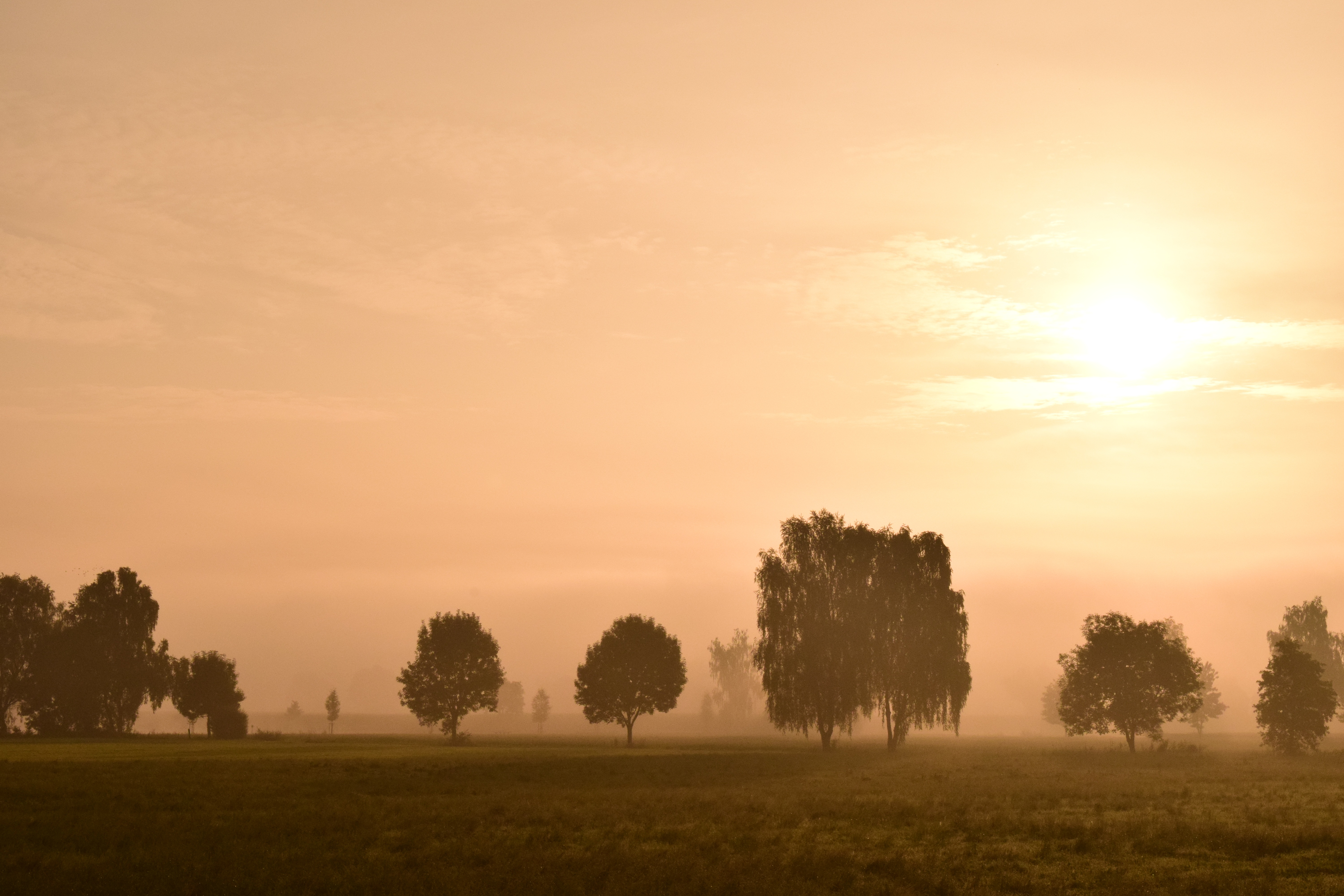 sunrise, beauty in nature, tranquil scene, nature, sky, trees, haze, grass, field, rural, plant, sun, land, morning mist, mysthisch, non-urban scene, tree, HD Wallpaper