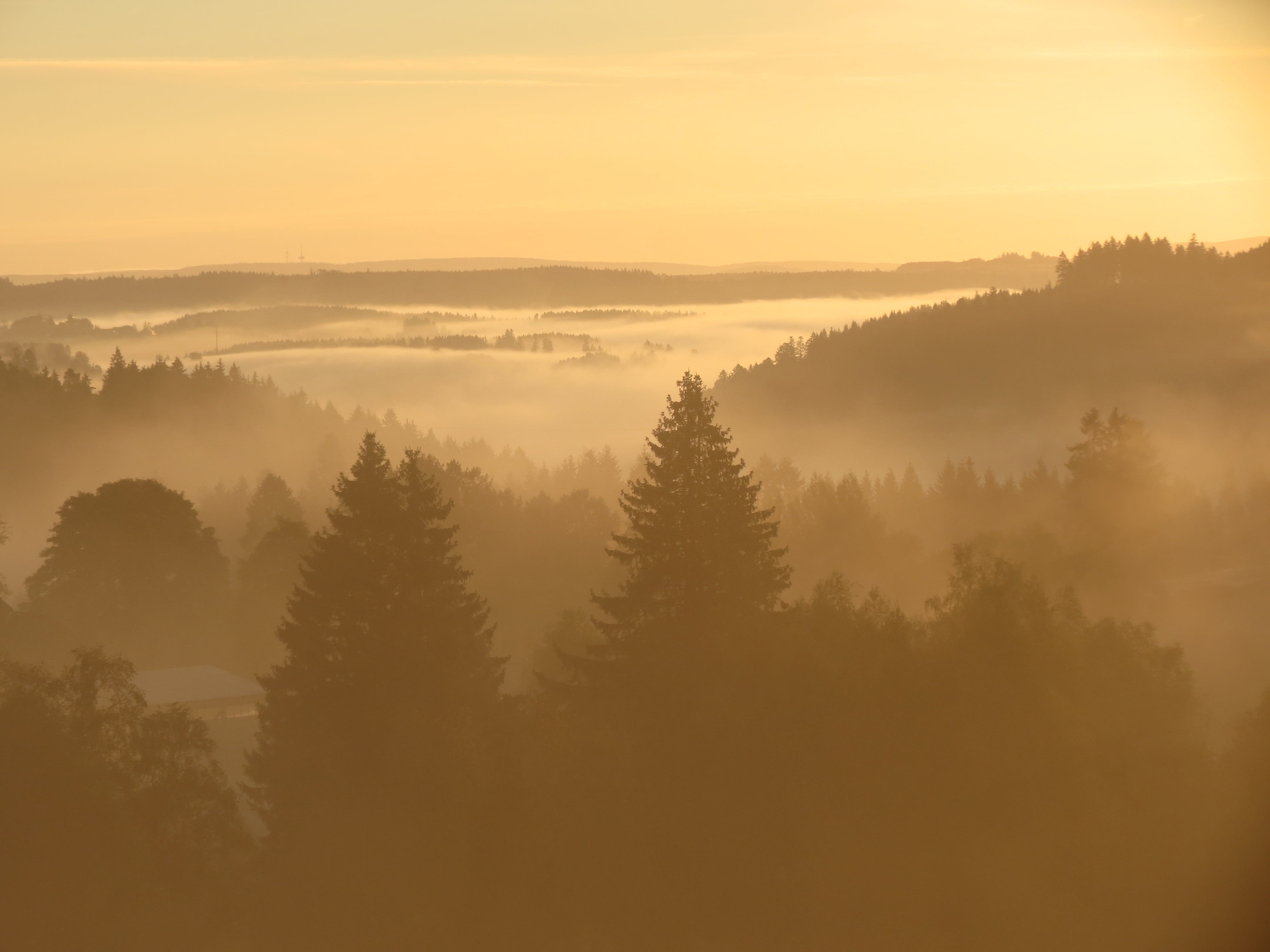 growth, land, beautiful, morning mist, beauty in nature, forest, nature, landscape, no people, tree, 4K, sunset, non-urban scene, tranquil scene, plant, HD Wallpaper
