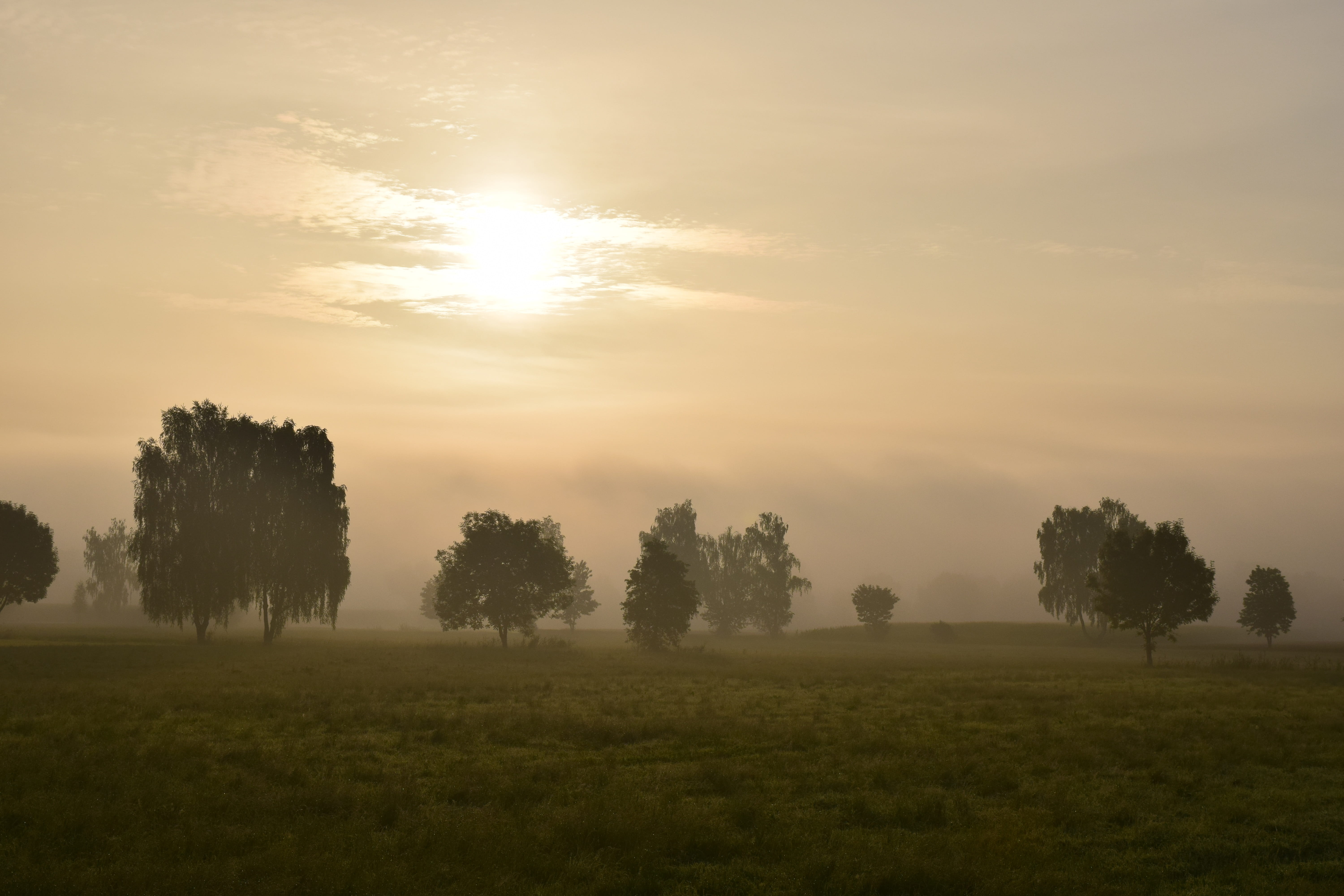 plant, sky, Mist, Fog, tranquil scene, sunset, tranquility, rural, sunrise, outdoors, trees, sunlight, scenics - nature, beauty in nature, Morning, land, HD Wallpaper