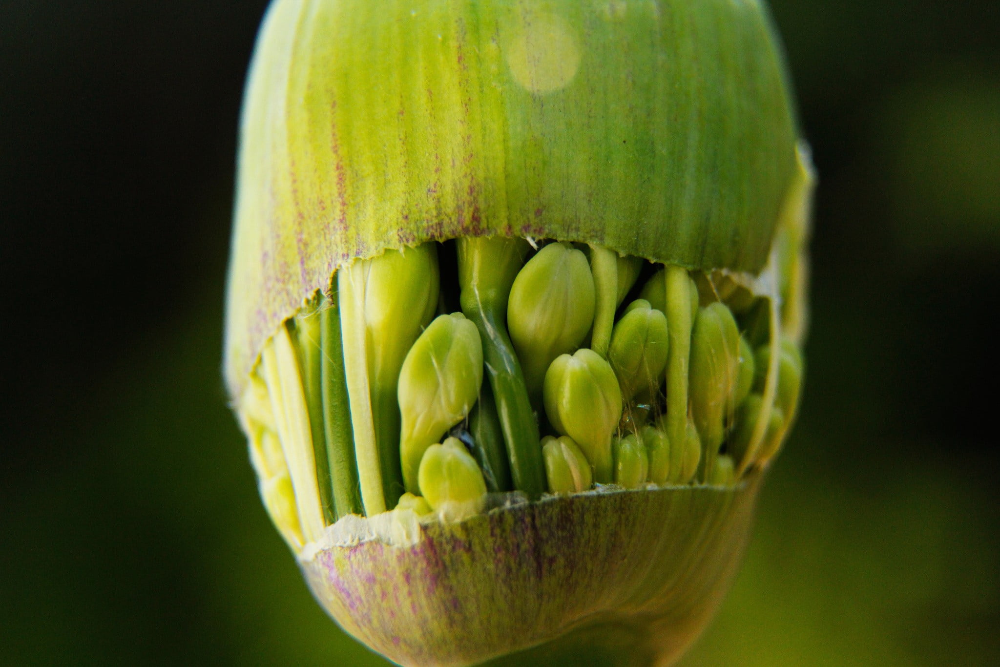 green color, black background, organic, artichoke, ripe, single object, photography, macro, healthy eating, food and drink, nature, indoors, food, close-up, HD Wallpaper