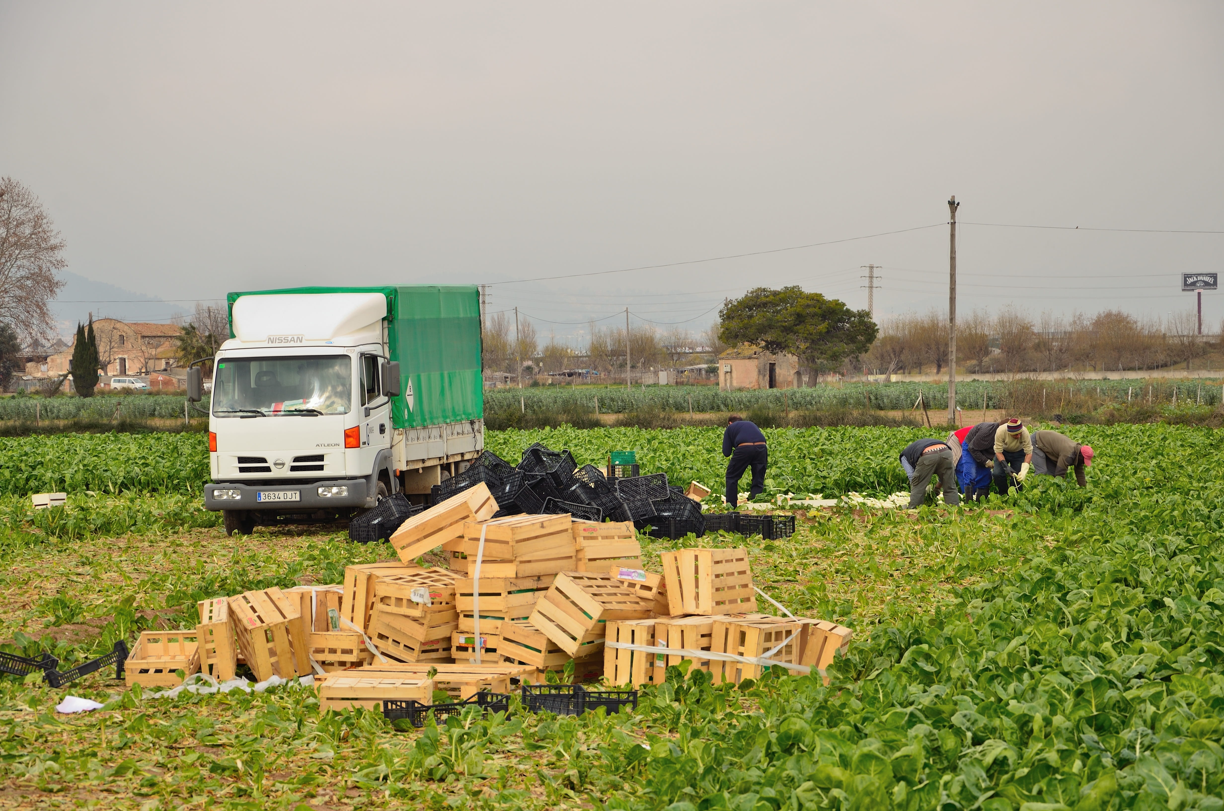 occupation, land, collecting artichokes, el prat, industry, truck, green color, field, seasonal, real people, Agriculture, Artichokes, farm, sky, plant, HD Wallpaper