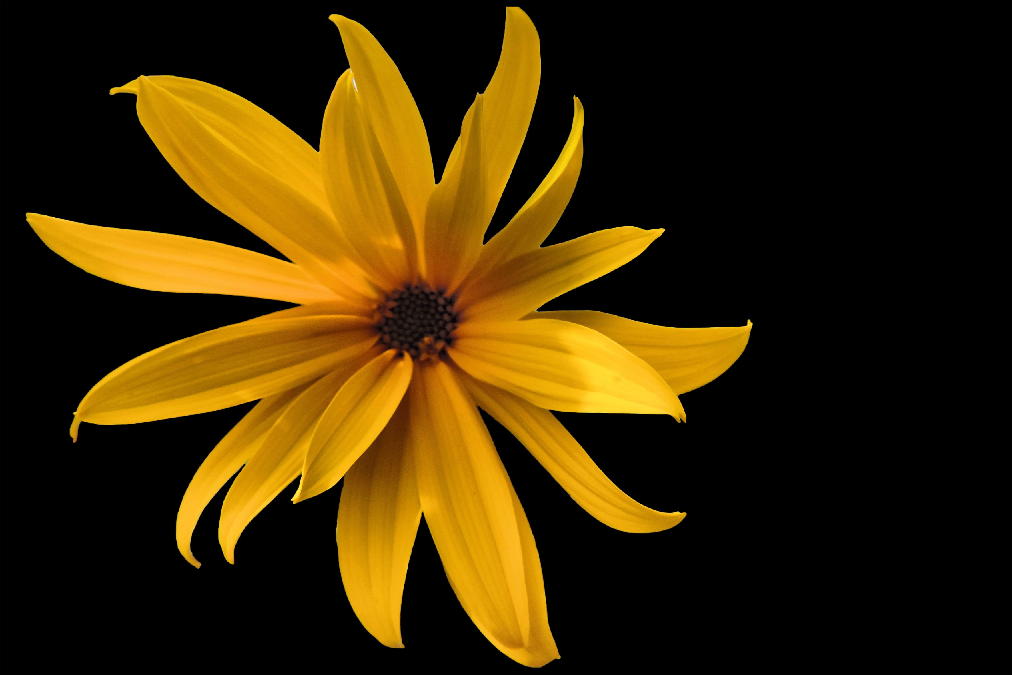 beauty in nature, plant, pollen, petal, sun flower, flower, selective, no people, inflorescence, 2K, yellow flower, helianthus tuberosus, tithonia, flowering plant, HD Wallpaper