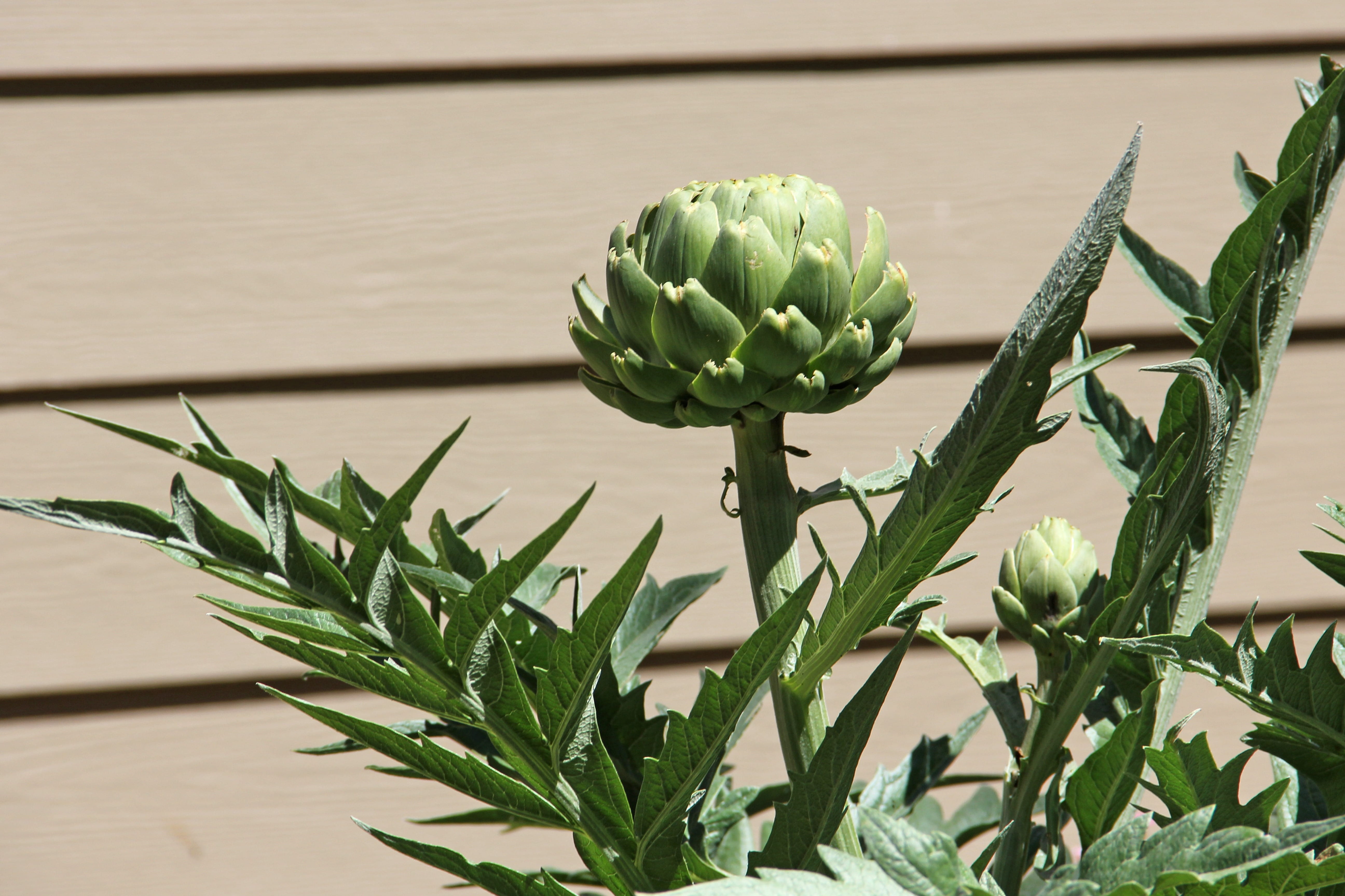 green color, spikey, plant, 5K, day, close-up, vegetable, focus on foreground, artichoke, spiky, freshness, flower, sunlight, wood - material, food, beauty in nature, HD Wallpaper