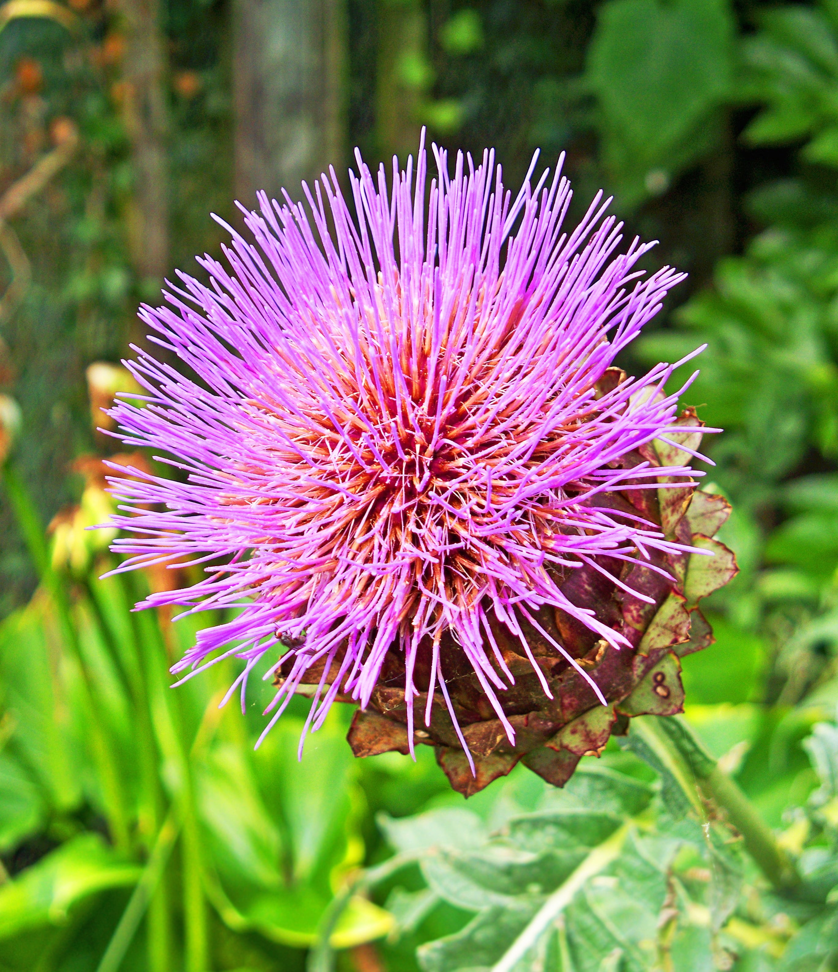 cardone, beauty in nature, plant, food, growth, petal, outdoors, cynara cardunculus, thistle, detail, cardoon, perennial, artichoke thistle, inflorescence, Phone HD Wallpaper