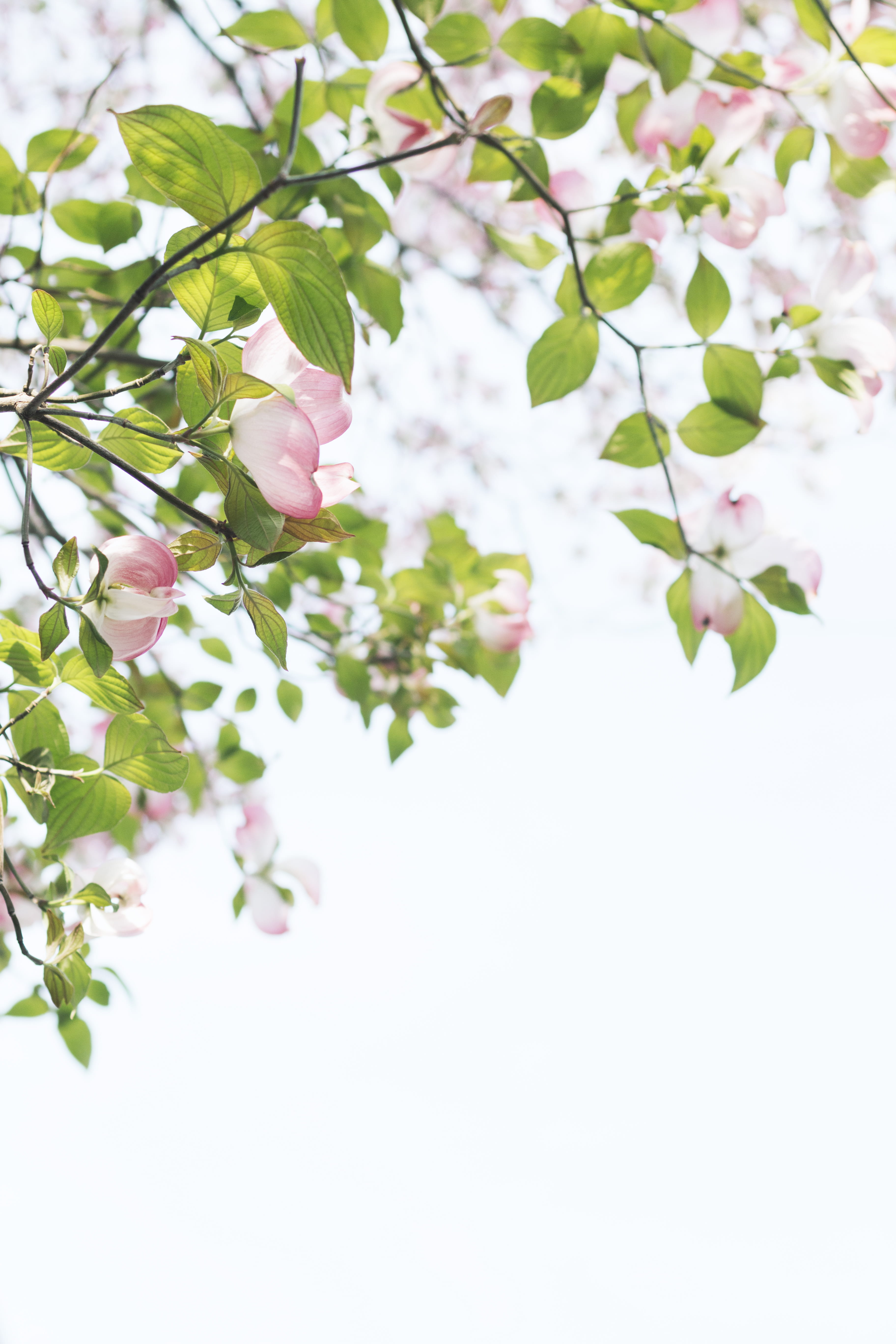 dogwood, growth, leaf, daytime, spring time, photography, vulnerability, inflorescence, outdoors, dogwood flower, 5K, close, focus, day, beauty in nature, Phone HD Wallpaper