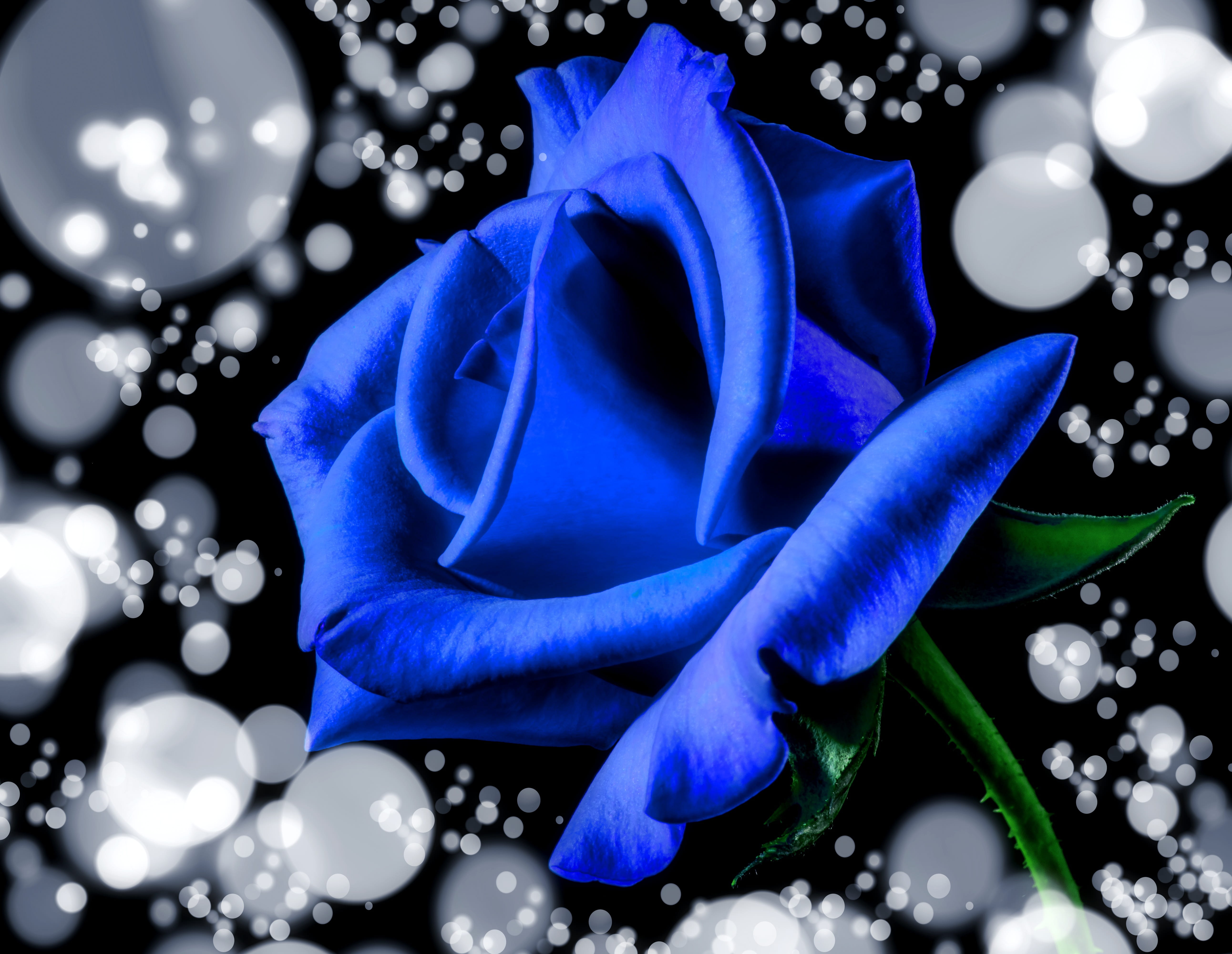 no people, beauty in nature, natural, flowering plant, romance, blue, close-up, vulnerability, indoors, purple, rose bloom, inflorescence, decoration, rose, HD Wallpaper