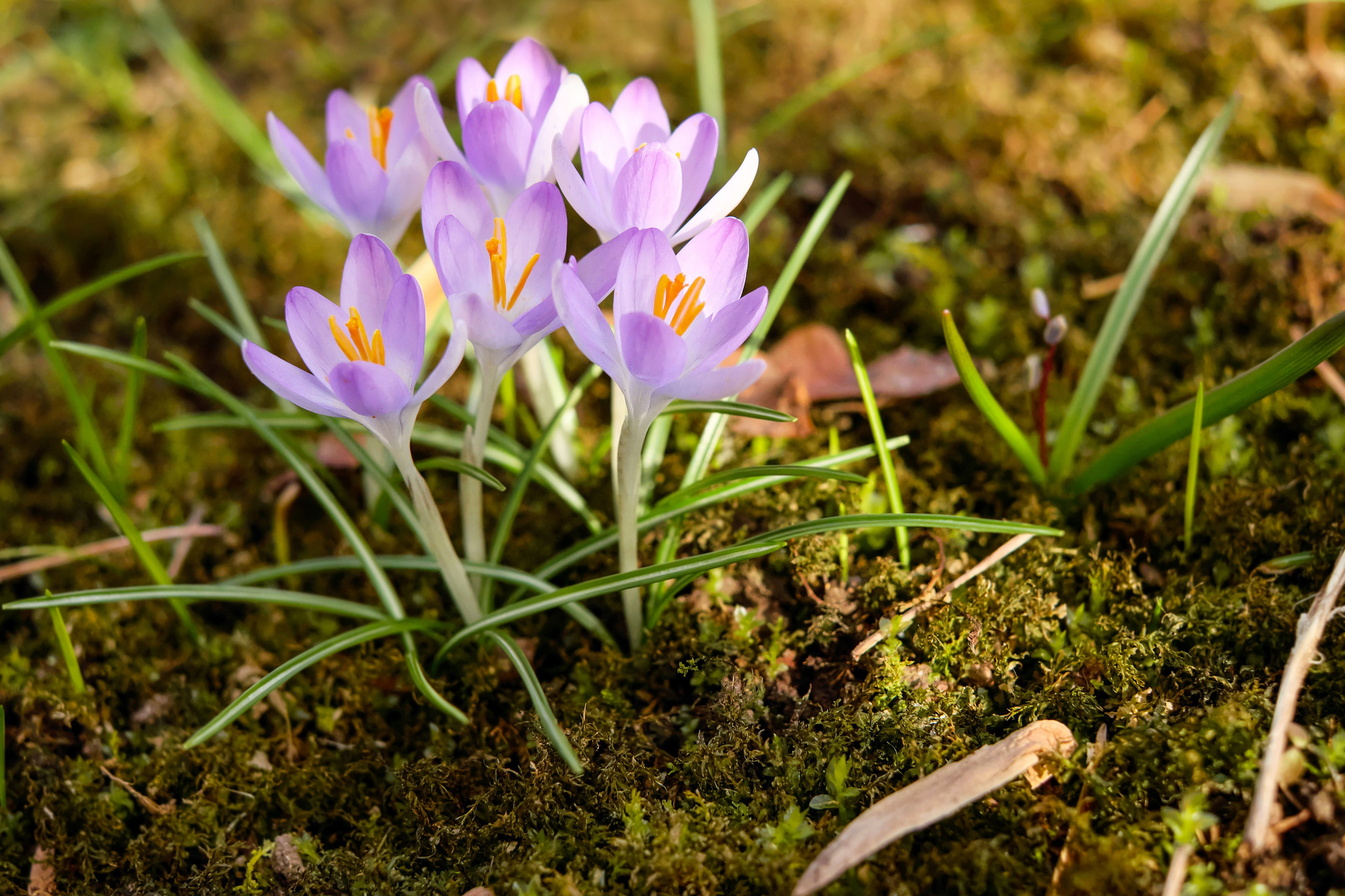 4K, petal, light purple, no people, growth, blossom, crocus, land, purple, inflorescence, autumn timeless, spring, meadow, iris, nature, poisonous plant, HD Wallpaper