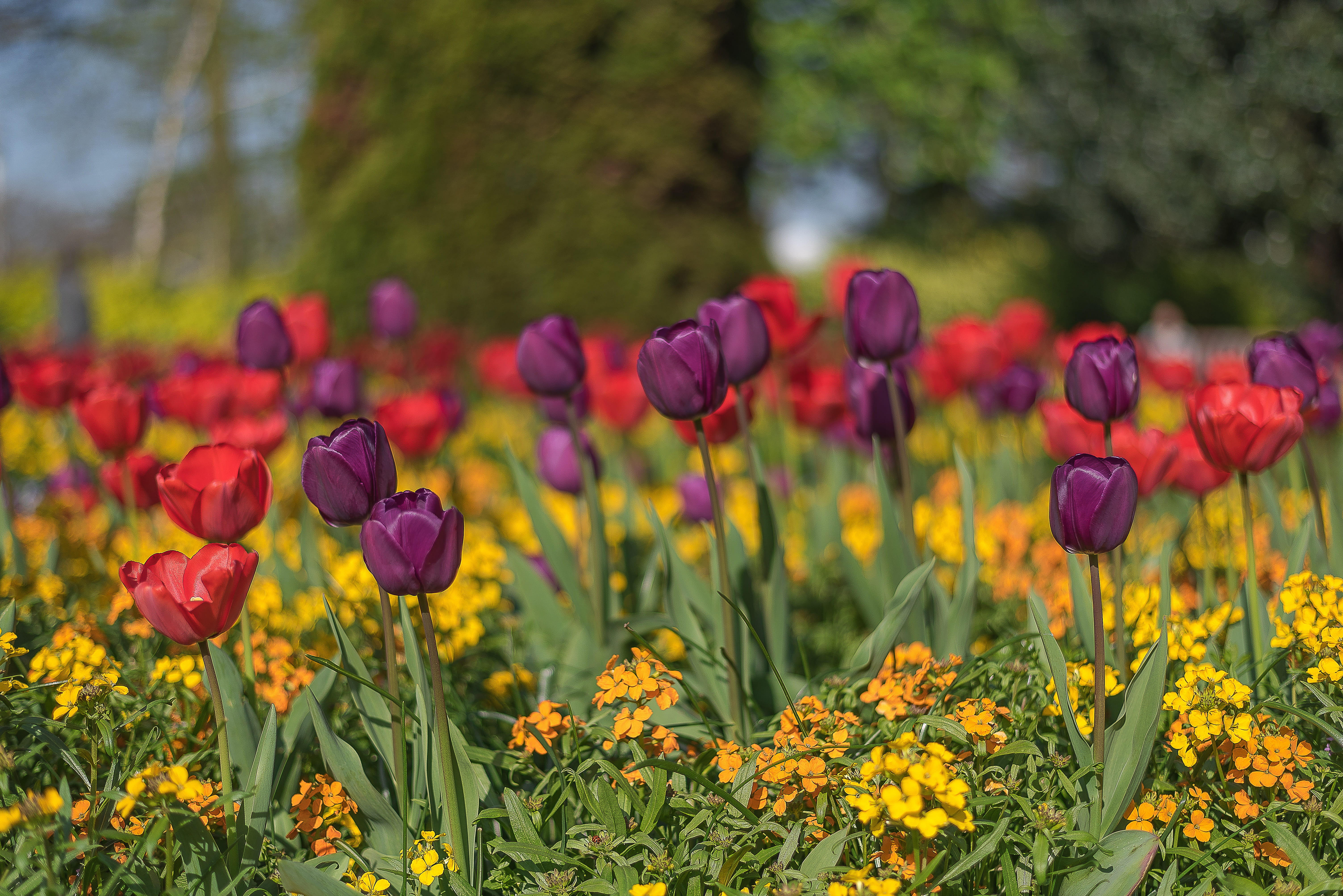 flowering plant, flowerbed, fresh, petal, 5K, green, fragility, lillies, vulnerability, no people, art, spring, natural, focus on foreground, uk, blossom, HD Wallpaper
