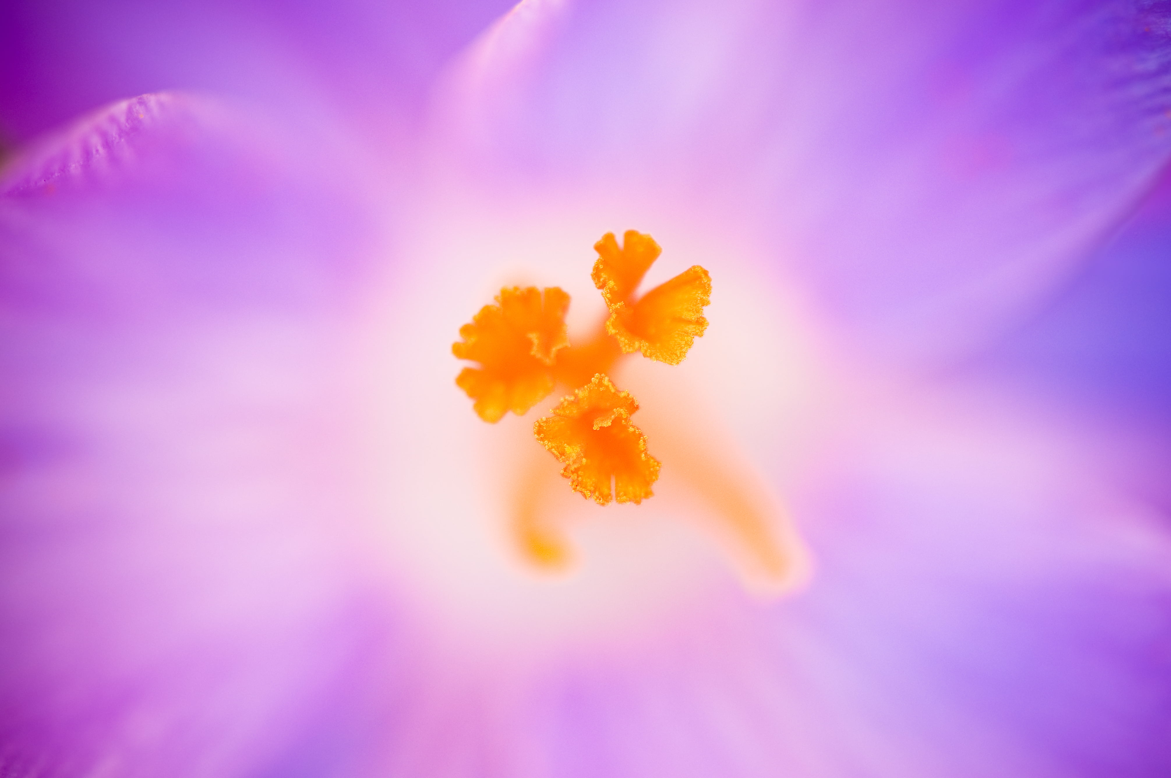 fresh, pollen, harmony, Crocus, glow, spring, color, delicate, flower, botanical, flower Head, blue, perfume, pistil, grow, pink Color, 4K, orange, natural, HD Wallpaper