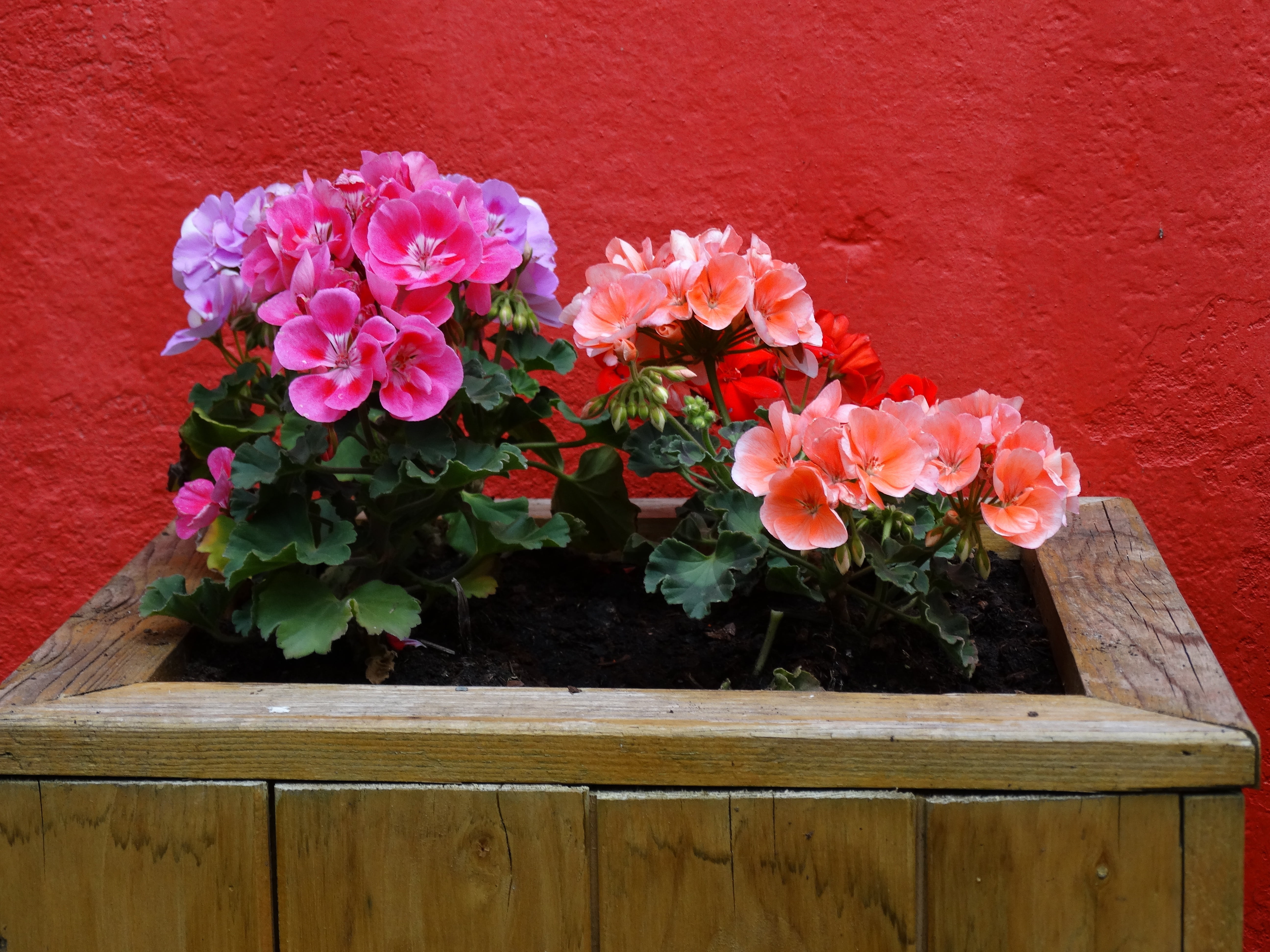 vulnerability, netherlands, coloured, bloom, plant part, wood - material, freshness, 5K, colors, leaves, bloom time, spring, growth, beauty in nature, HD Wallpaper