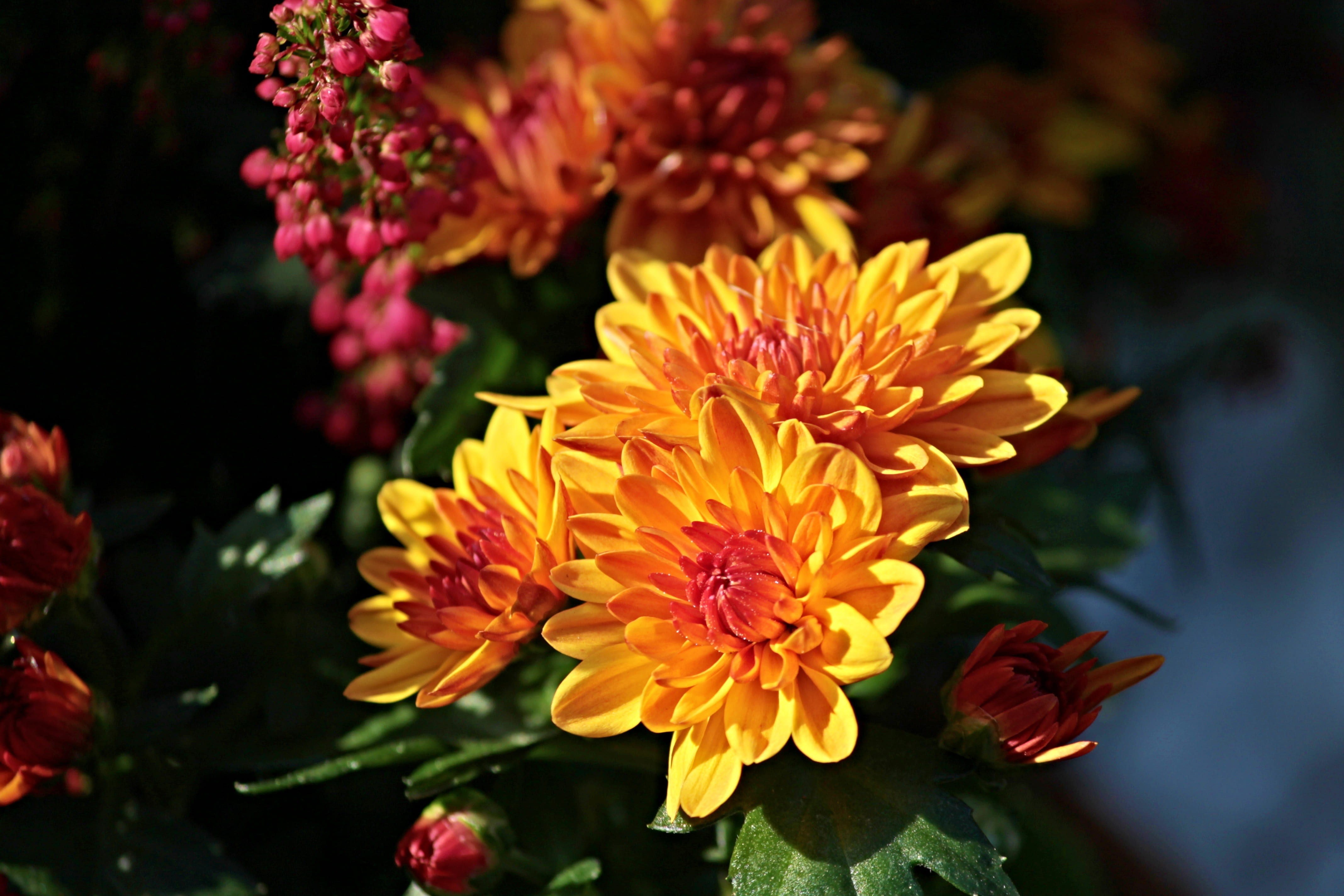 decoration, outdoors, flower, close-up, flower arrangement, chrysanthemums, autumn flower, floral decorations, pink color, 4K, day, october, orange, in the autumn, HD Wallpaper