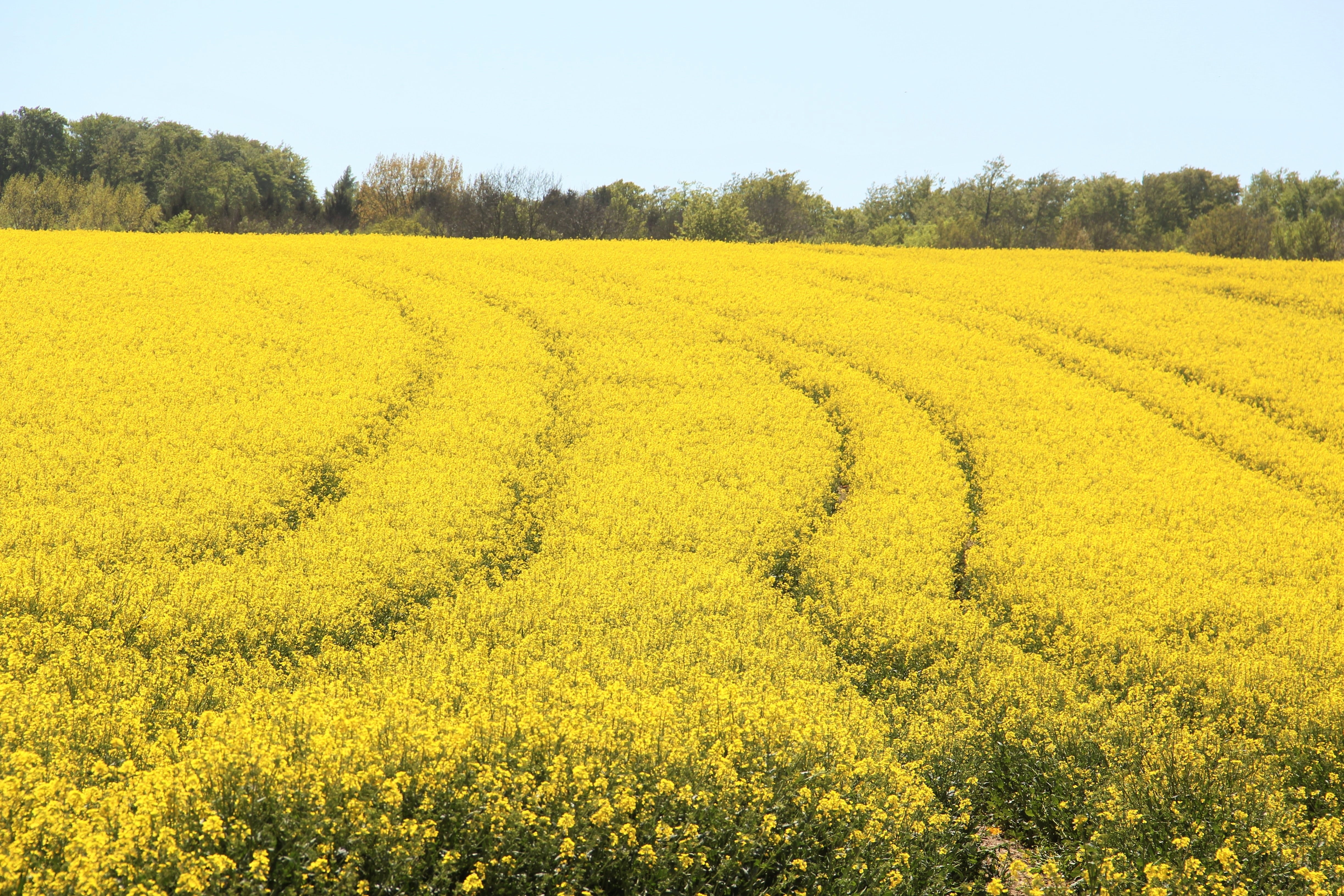 rural scene, tranquil scene, flowering plant, land, may, agricultural crop, beauty in nature, crop, farm, tranquility, outdoors, petal, sky, flower, nature, HD Wallpaper