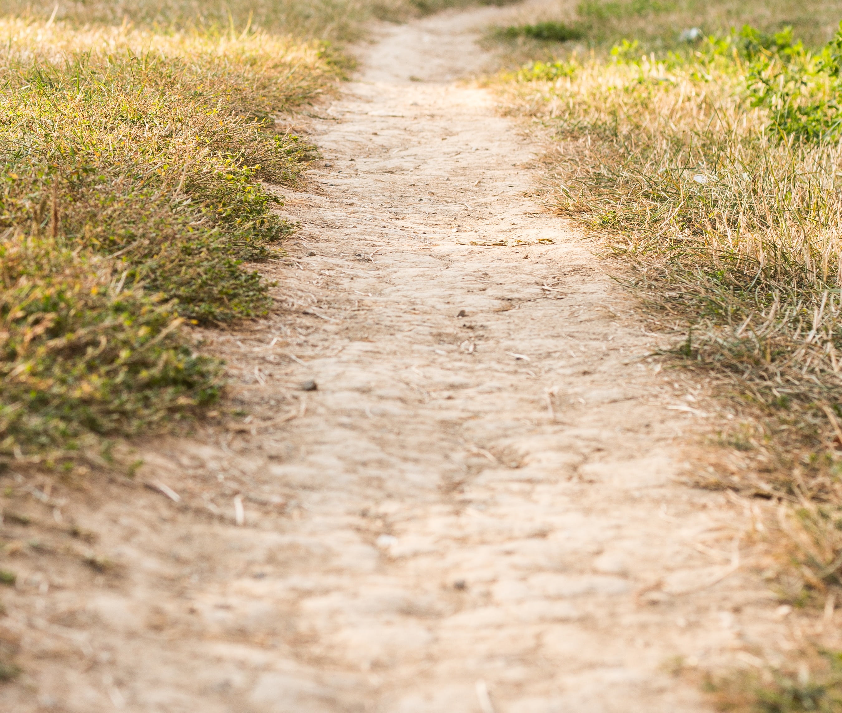 footpath, grasses, grass, environment, rural scene, selective focus, outdoors, dusty road, brown, city, direction, green, the way forward, relocation, growth, HD Wallpaper