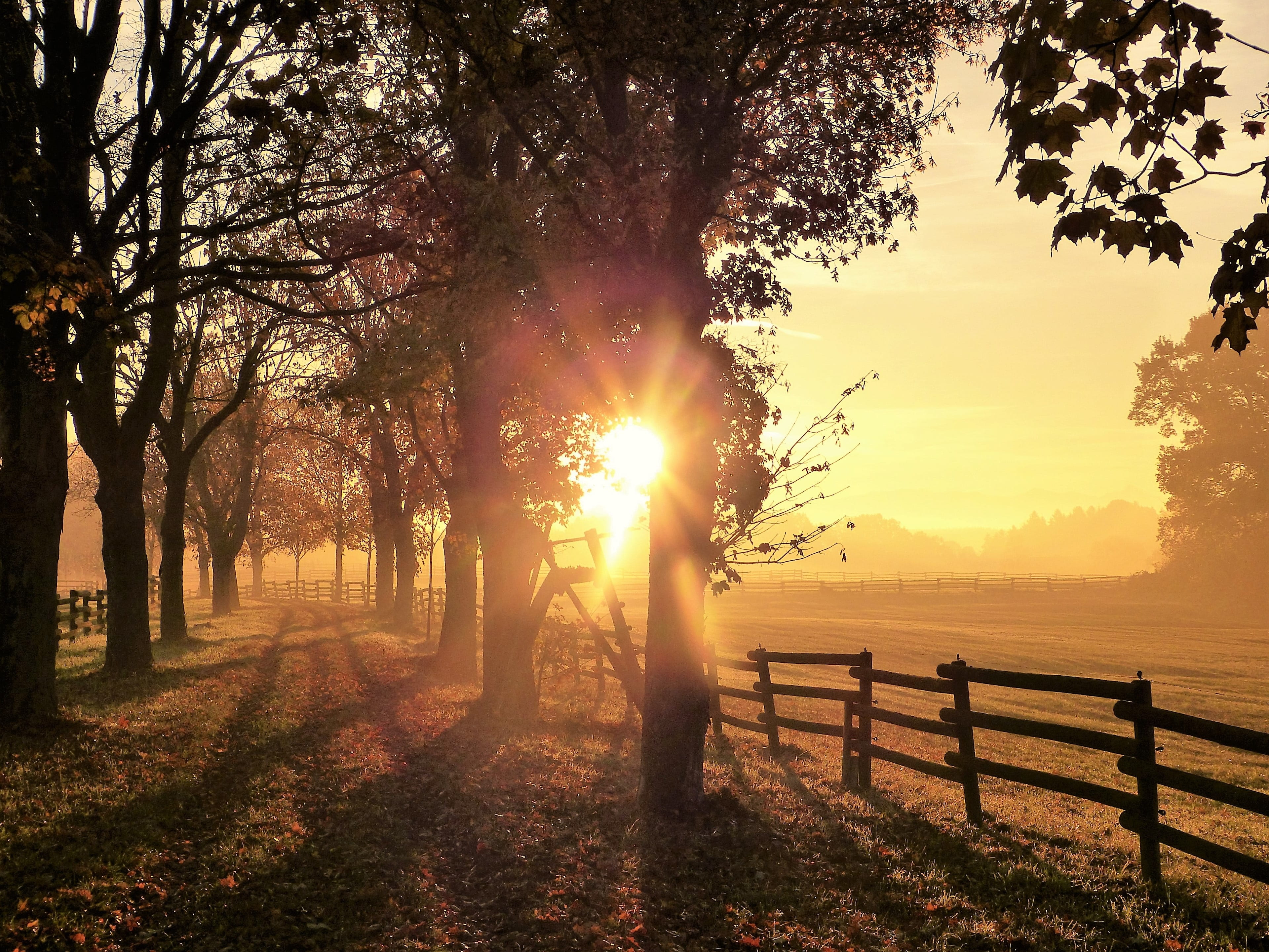 non-urban scene, tree, plant, rest, tranquility, morning, back light, outdoors, avenue, barrier, bright, beauty in nature, inner middle, peaceful, lens flare, HD Wallpaper