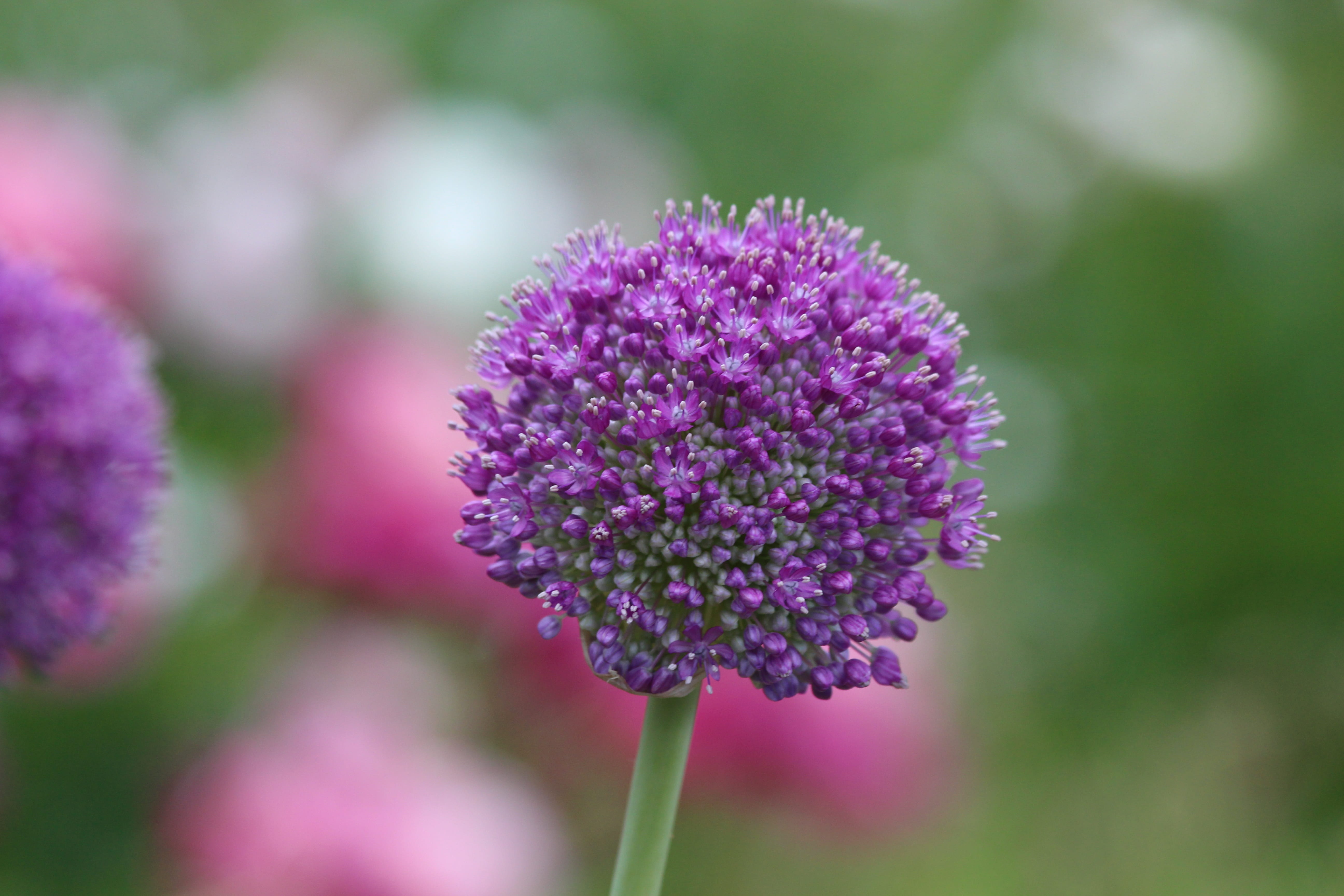 flowerbed, close-up, blooms, outdoors, petal, plant stem, Plant, day, ball, growth, focus on foreground, Flower, vulnerability, green background, purple, HD Wallpaper