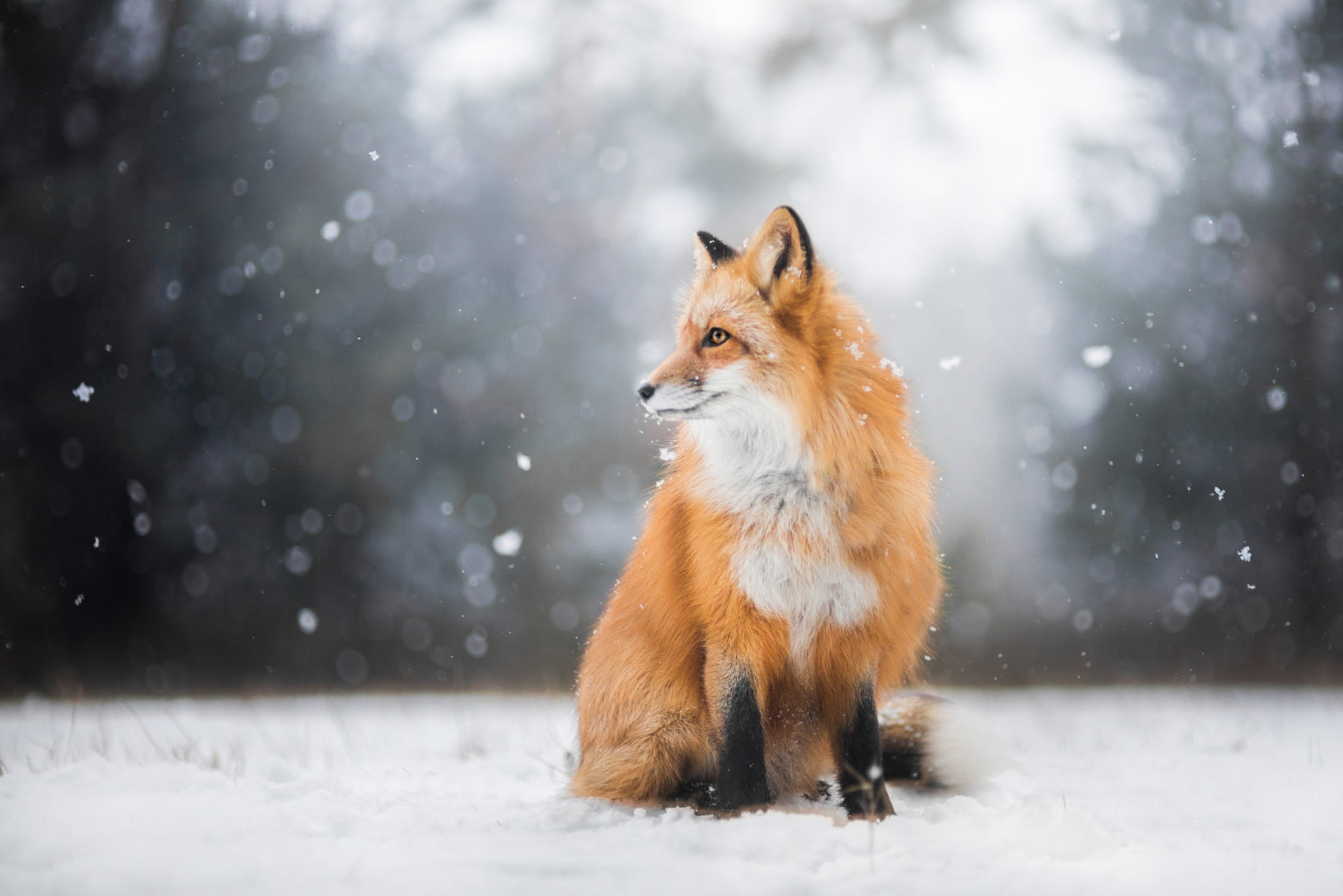 winter, pose, snowfall, snow, Fox, background, red, light, 1080P, sitting, profile, look, nature, forest, HD Wallpaper