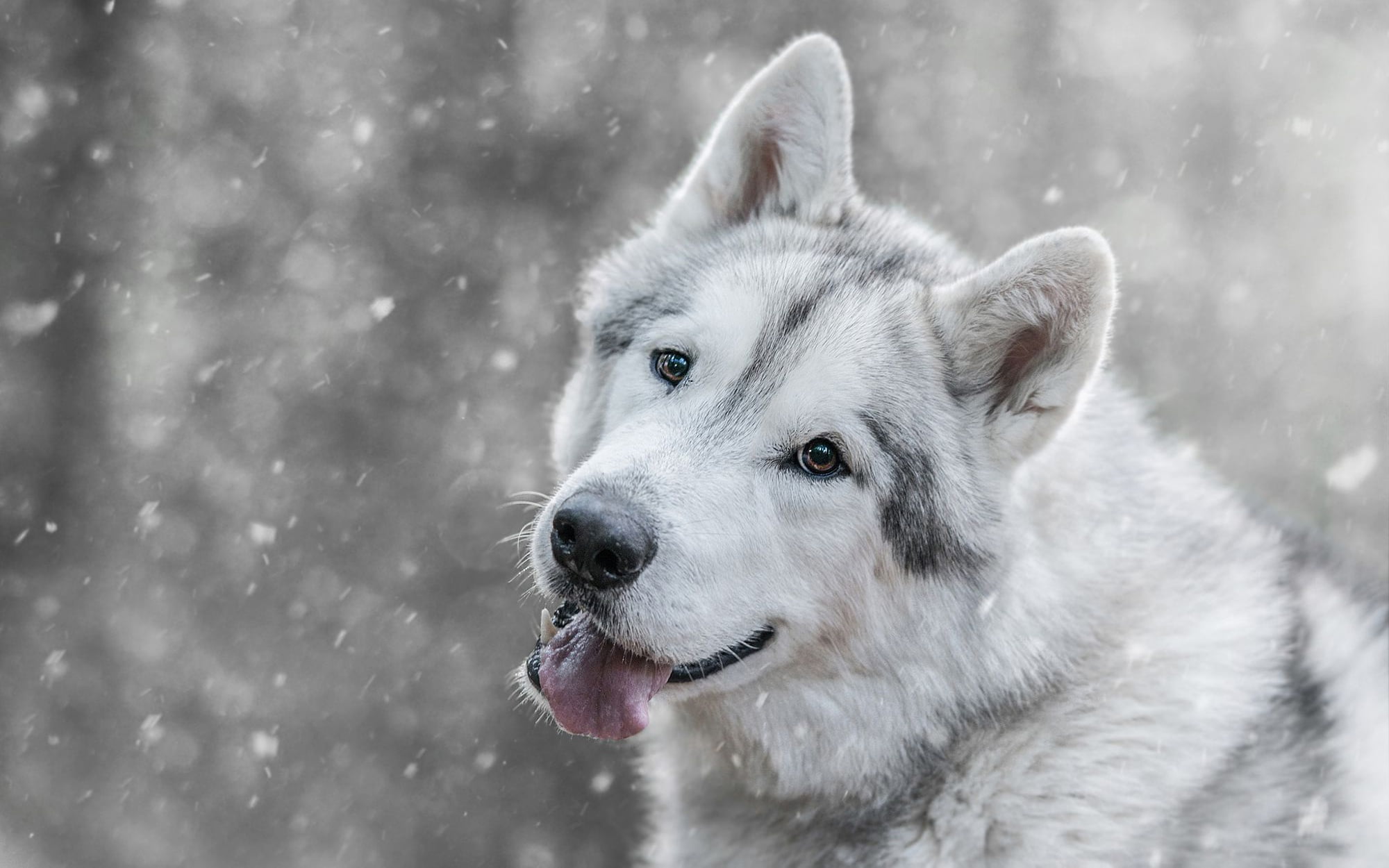 1080P, face, mouth, winter, language, snow, dog, grey, bokeh, snowfall, wolf, look, breed, light background, HD Wallpaper