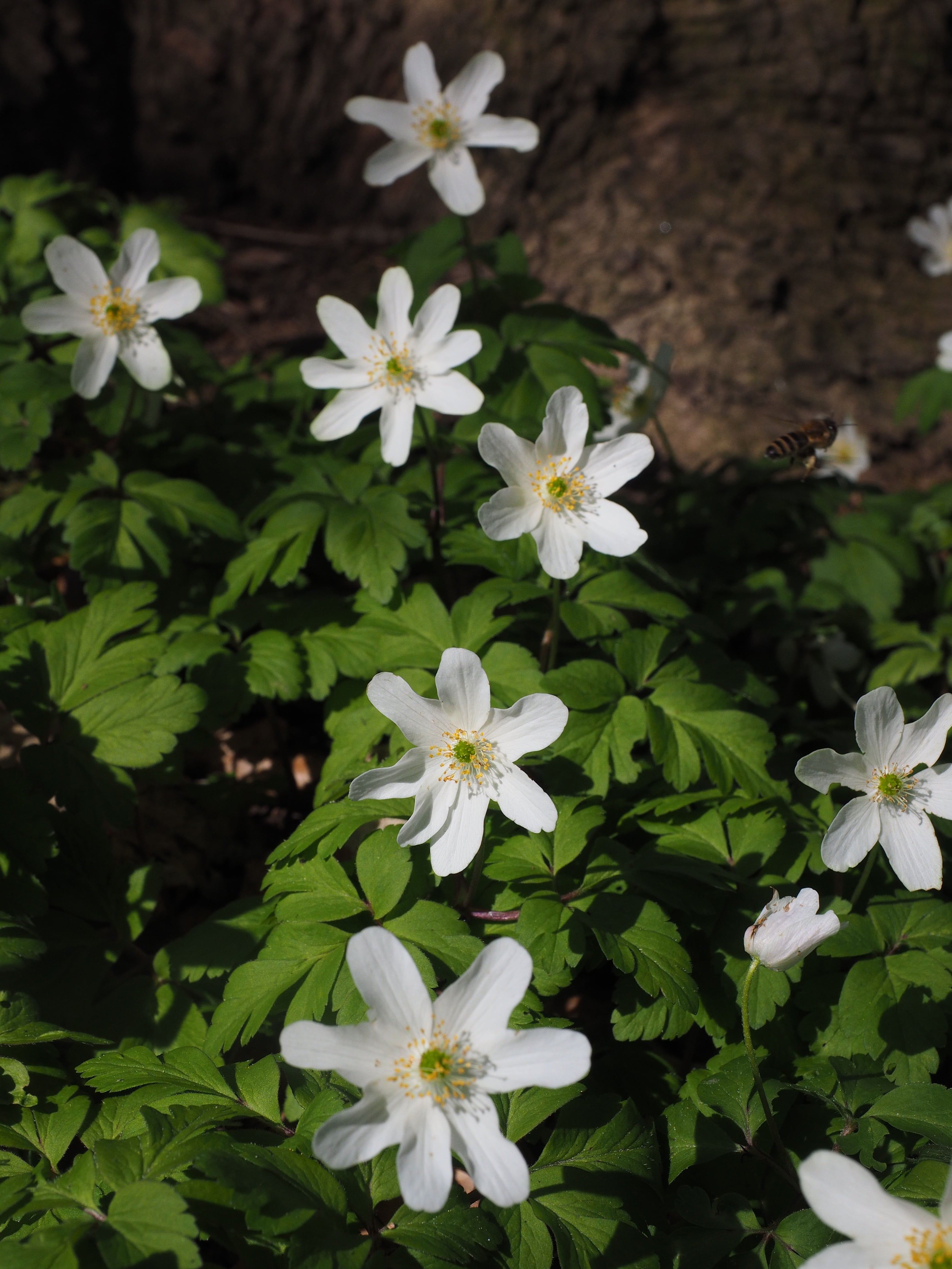 waldgloeckli, forest plant, rocket flower, freshness, cat flower, gugguche, white forest violas, flower, flowering plant, hazel flower, and zitlosa, white wood flower, Phone HD Wallpaper