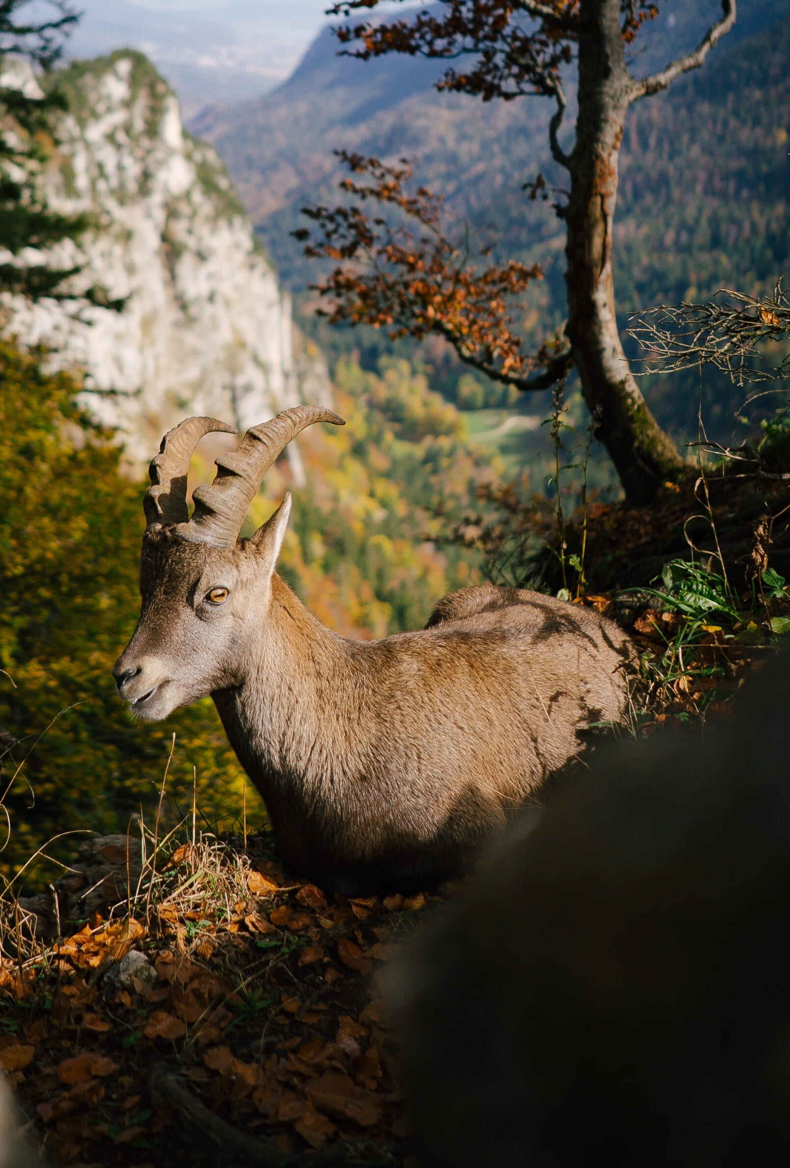 plant, landscape, one animal, ram, cute, herbivorous, animal themes, 1080P, switzerland, vertebrate, leaves, valley, animal, top, land, goat, domestic animals, Phone HD Wallpaper