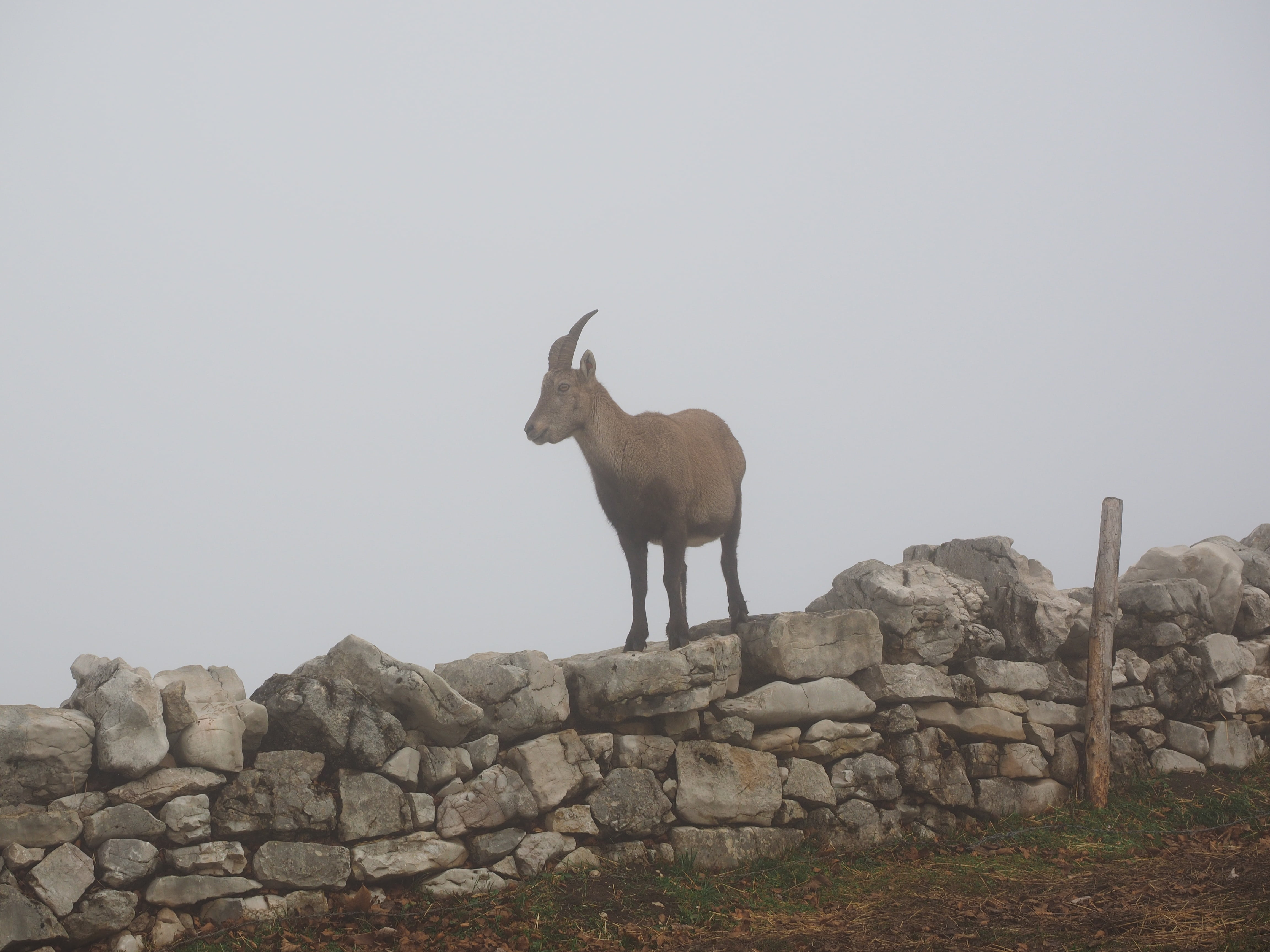 wicked capricorn, land, vertebrate, noiraigue, wall, herbivorous, copy space, sky, nature, swiss jura, day, foggy, stone wall, capricorn, capra ibex, solid, HD Wallpaper