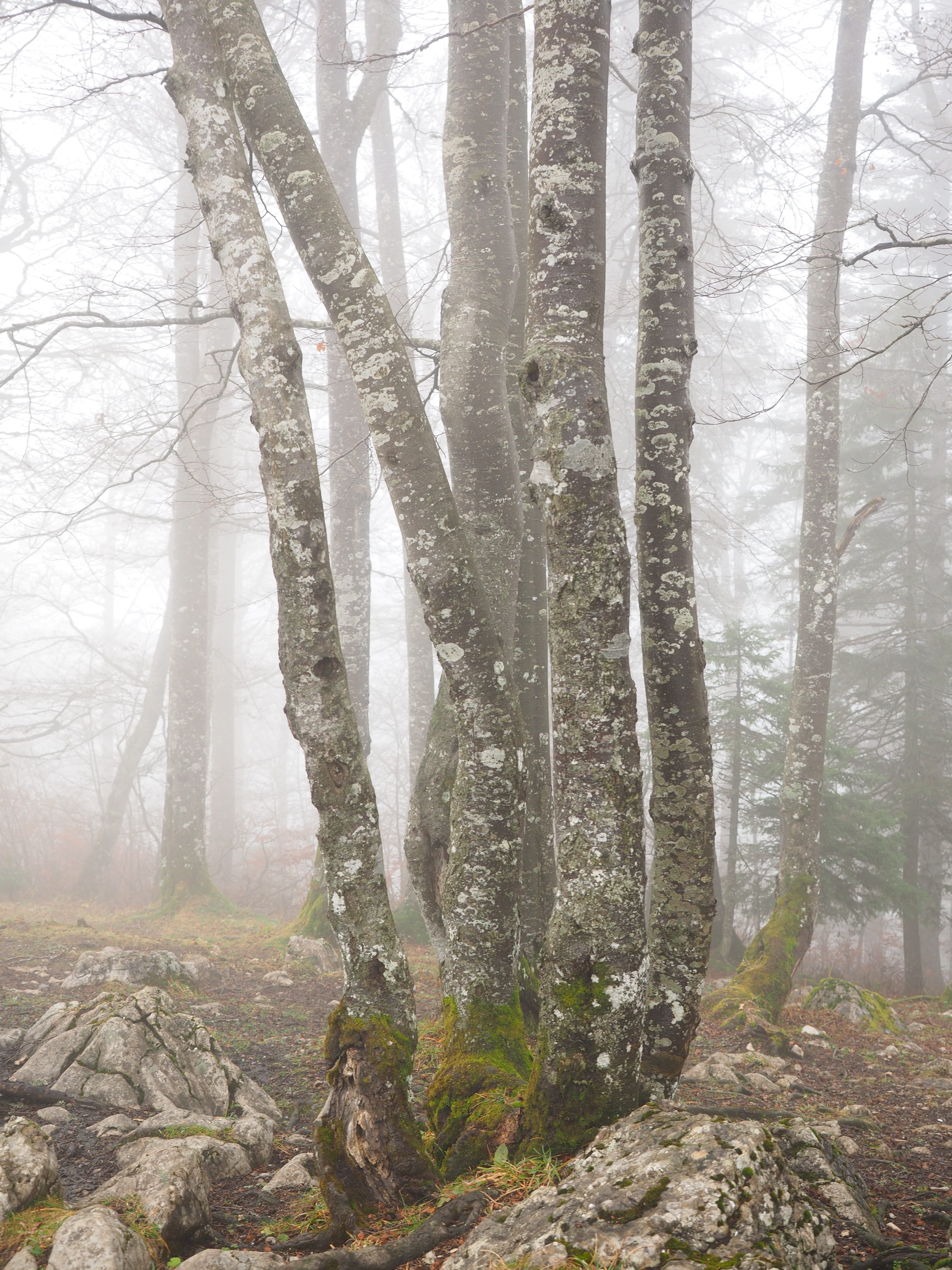 environmental issues, trunk, fog, day, creux du van, Tree Trunks, noiraigue, woodland, outdoors, trees, plant, Foggy, swiss jura, haunting, Forest, no people, Phone HD Wallpaper