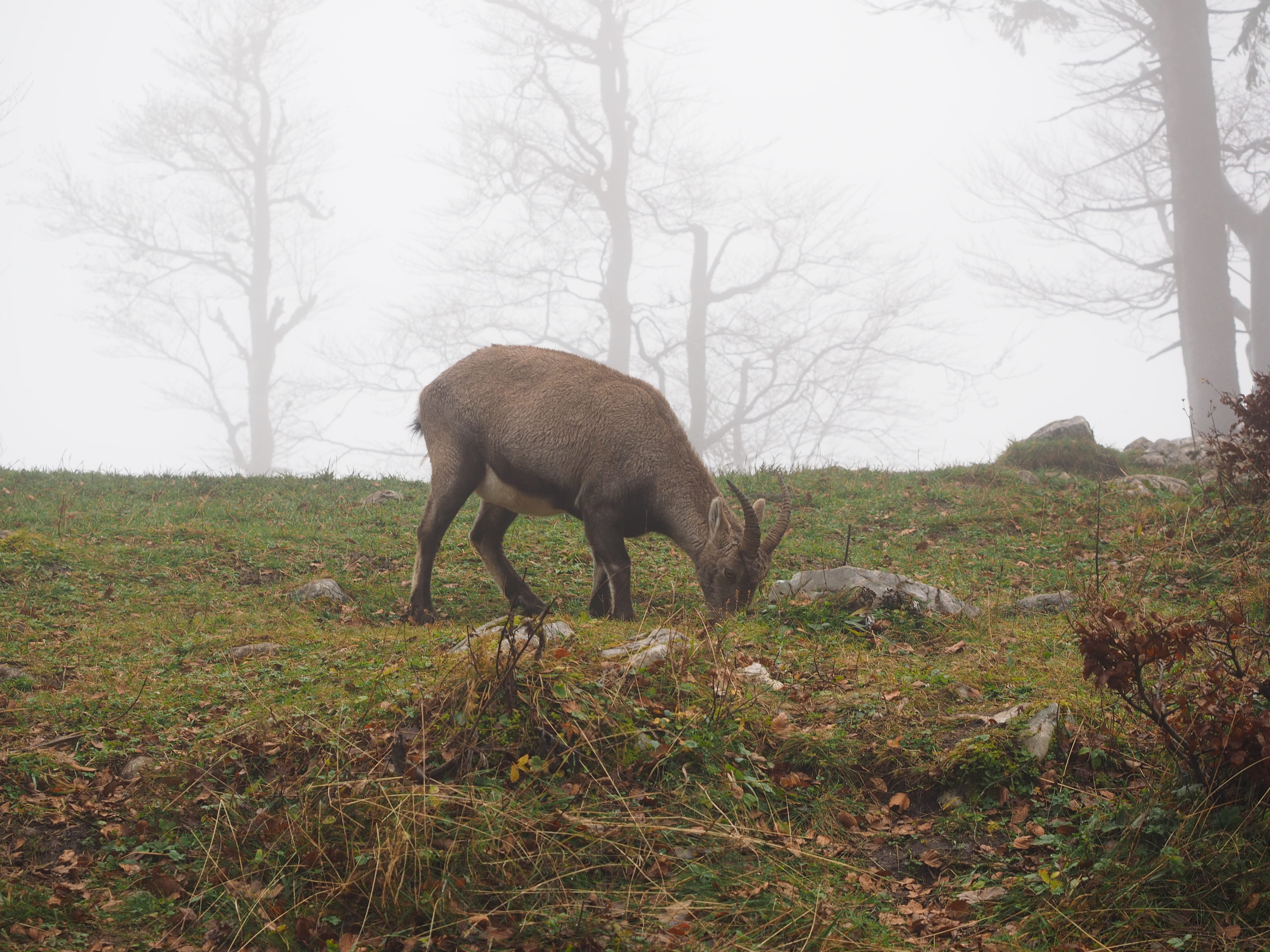 land, Capricorn, mammal, 4K, landscape, plant, animal themes, tree, animals in the wild, Fog, foggy, animal wildlife, creux du van, field, capra ibex, HD Wallpaper