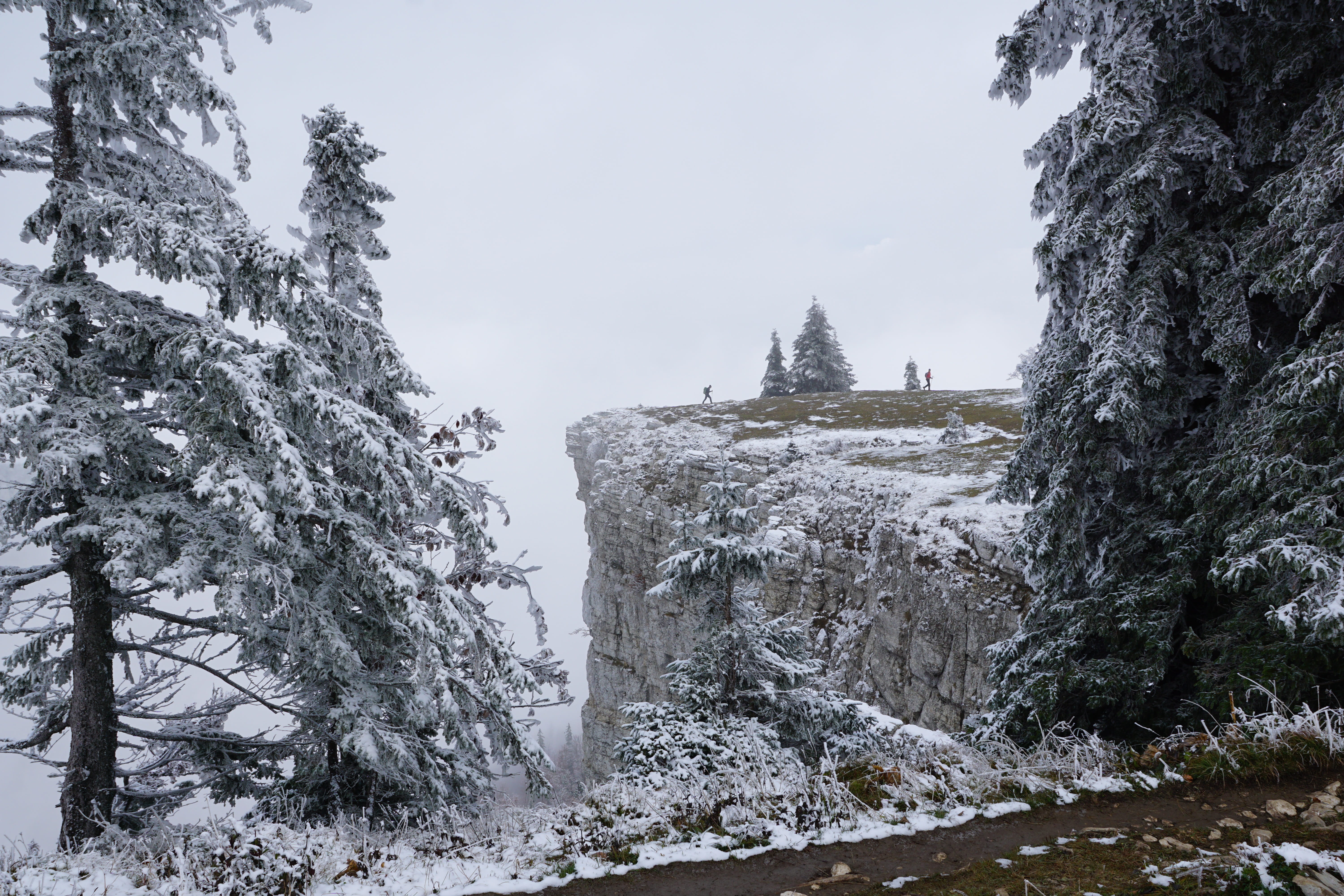 nature, cliffs, coniferous tree, non-urban scene, trees, tree, environment, tranquil scene, snowing, beauty in nature, no people, swiss jura, mountain, HD Wallpaper