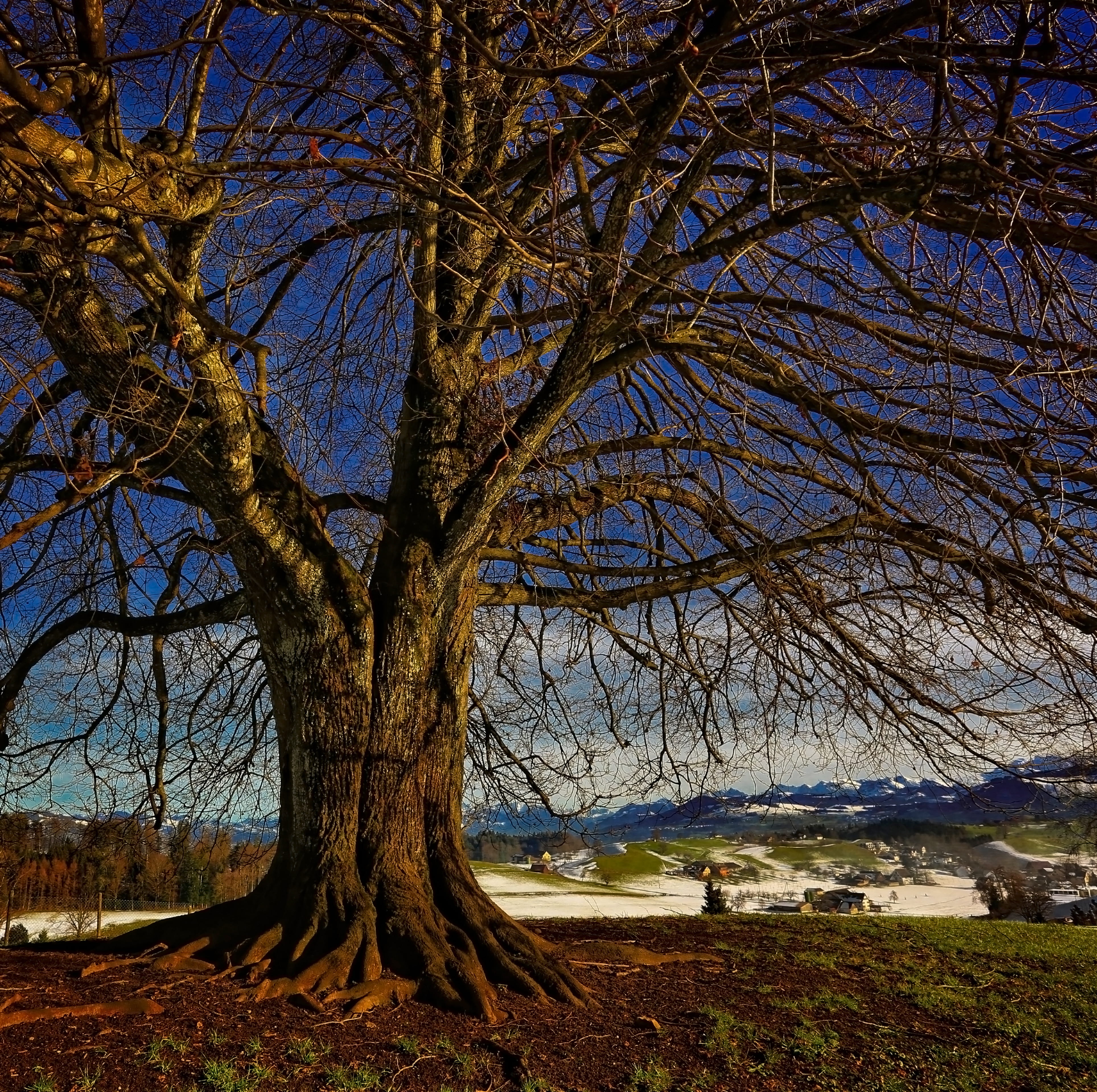 field, outdoors, land, bare tree, beauty in nature, landscape, tree trunk, roots, tree, switzerland, mountain, winter, tranquil scene, scenics - nature, HD Wallpaper