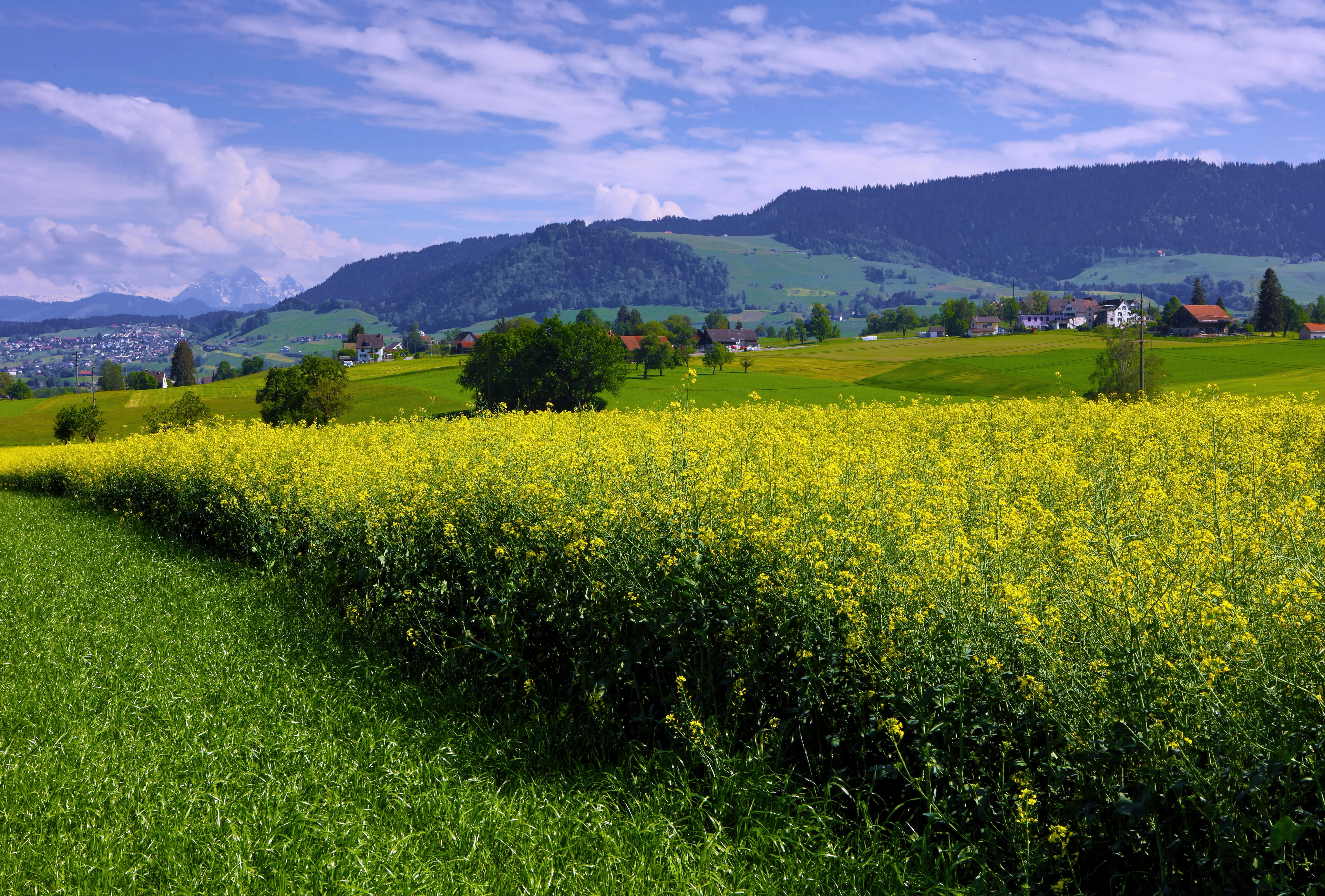 snow, yellow, outdoors, beauty in nature, tranquil scene, horizontal, house, perspective, spring, cloud, plant, line, environment, flowering plant, no people, HD Wallpaper