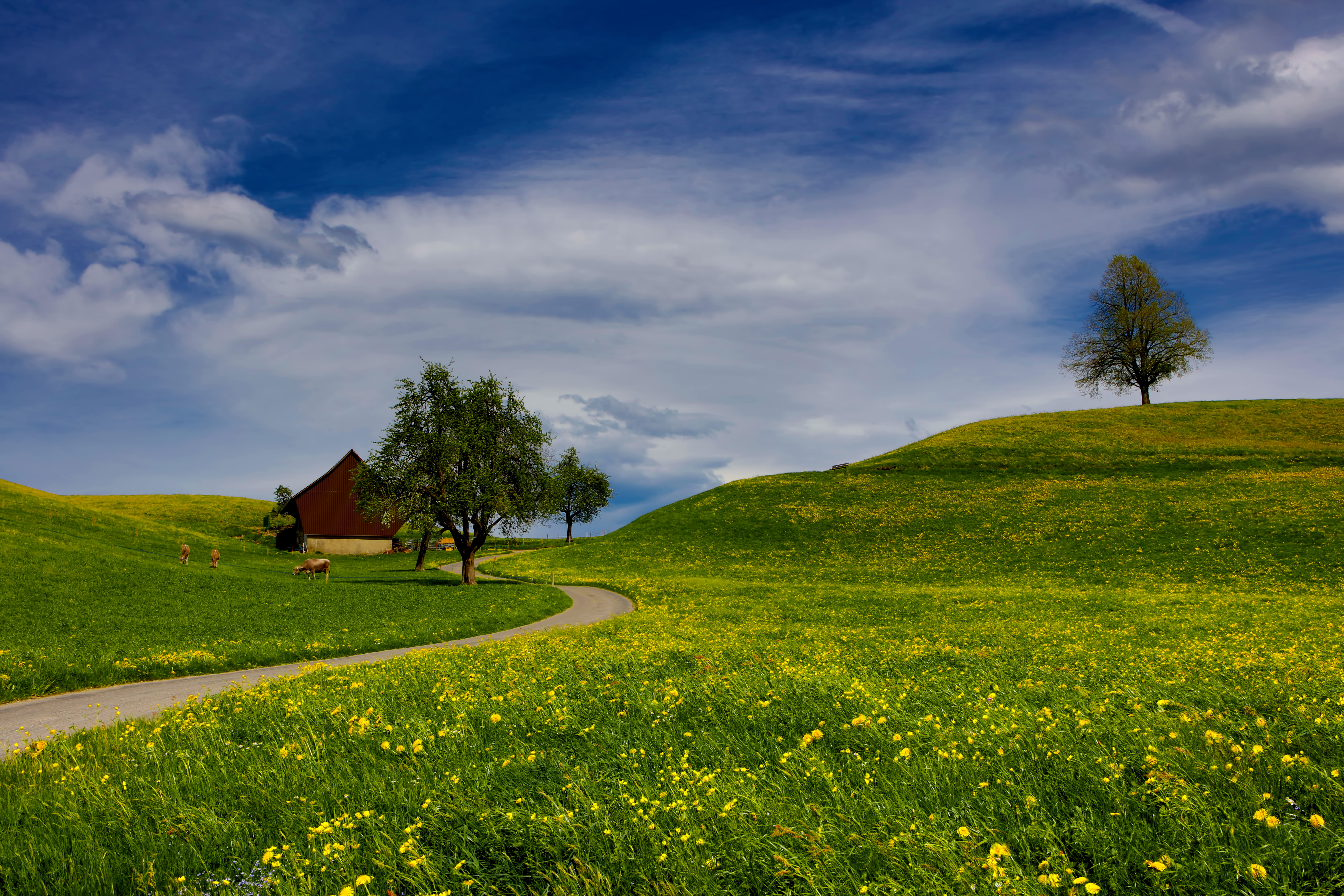 outdoors, tree, flower, near, curve, cloud - sky, tranquil scene, day, red, no people, road, spring, grass, architecture, idyllic, built structure, sky, HD Wallpaper