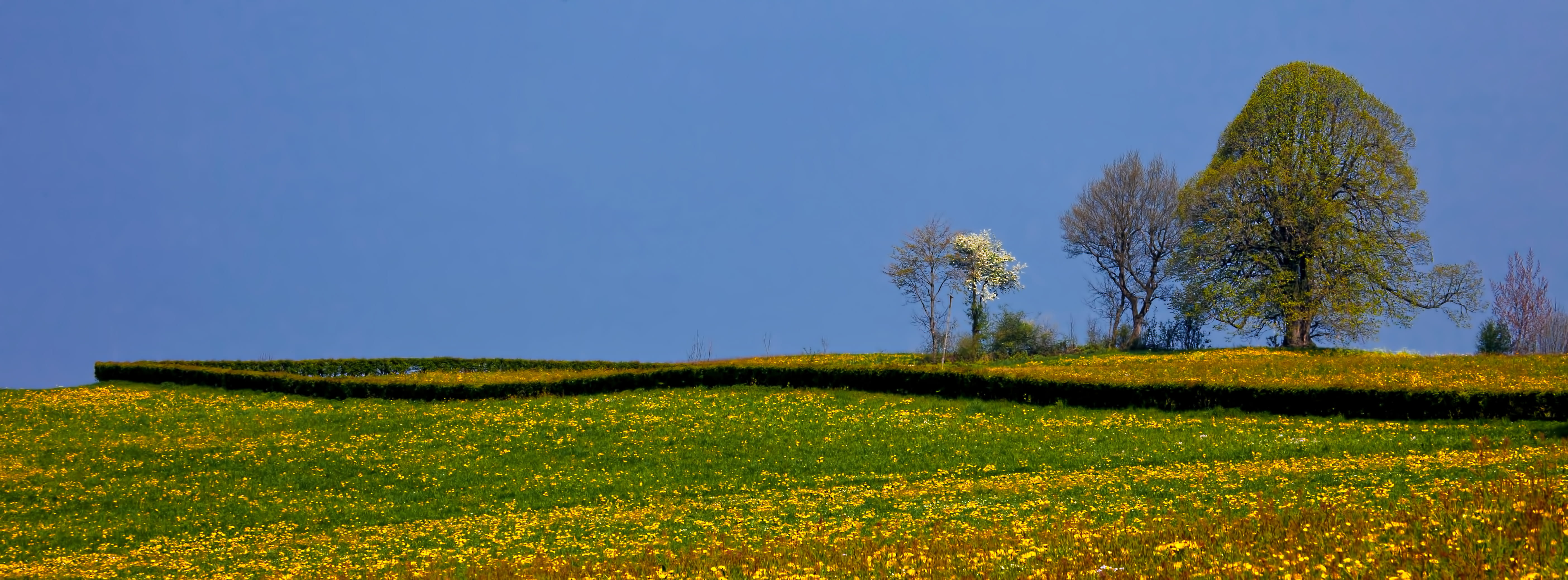 fence, beauty in nature, tranquility, 5K, tranquil scene, hirzel, spring, scenics - nature, environment, switzerland, flowres, growth, green color, sky, HD Wallpaper
