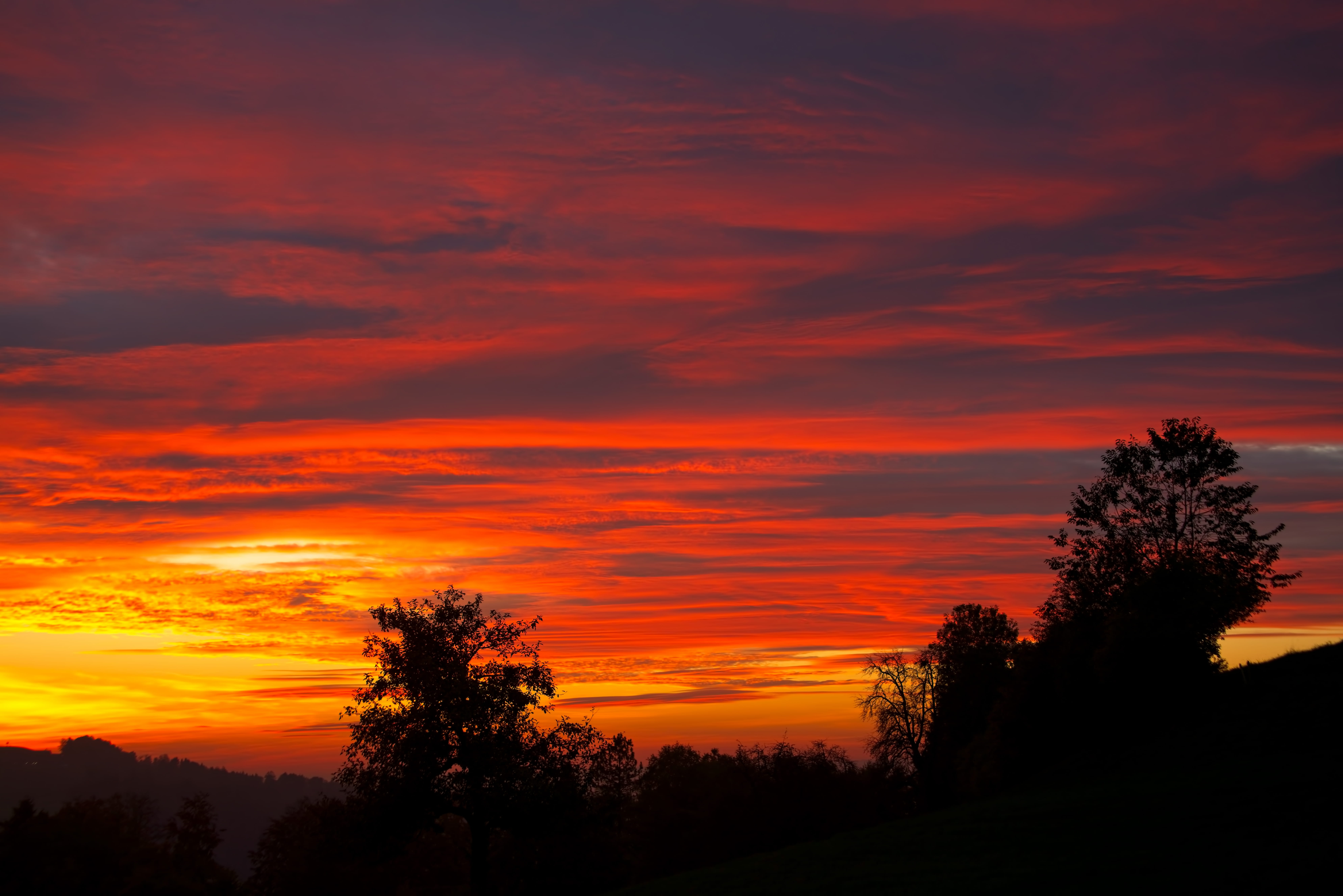 flora, coniferous tree, growth, idyllic, outdoors, plant, tranquil scene, sky, forest, orange color, land, romantic sky, 8K, switzerland, scenics - nature, HD Wallpaper