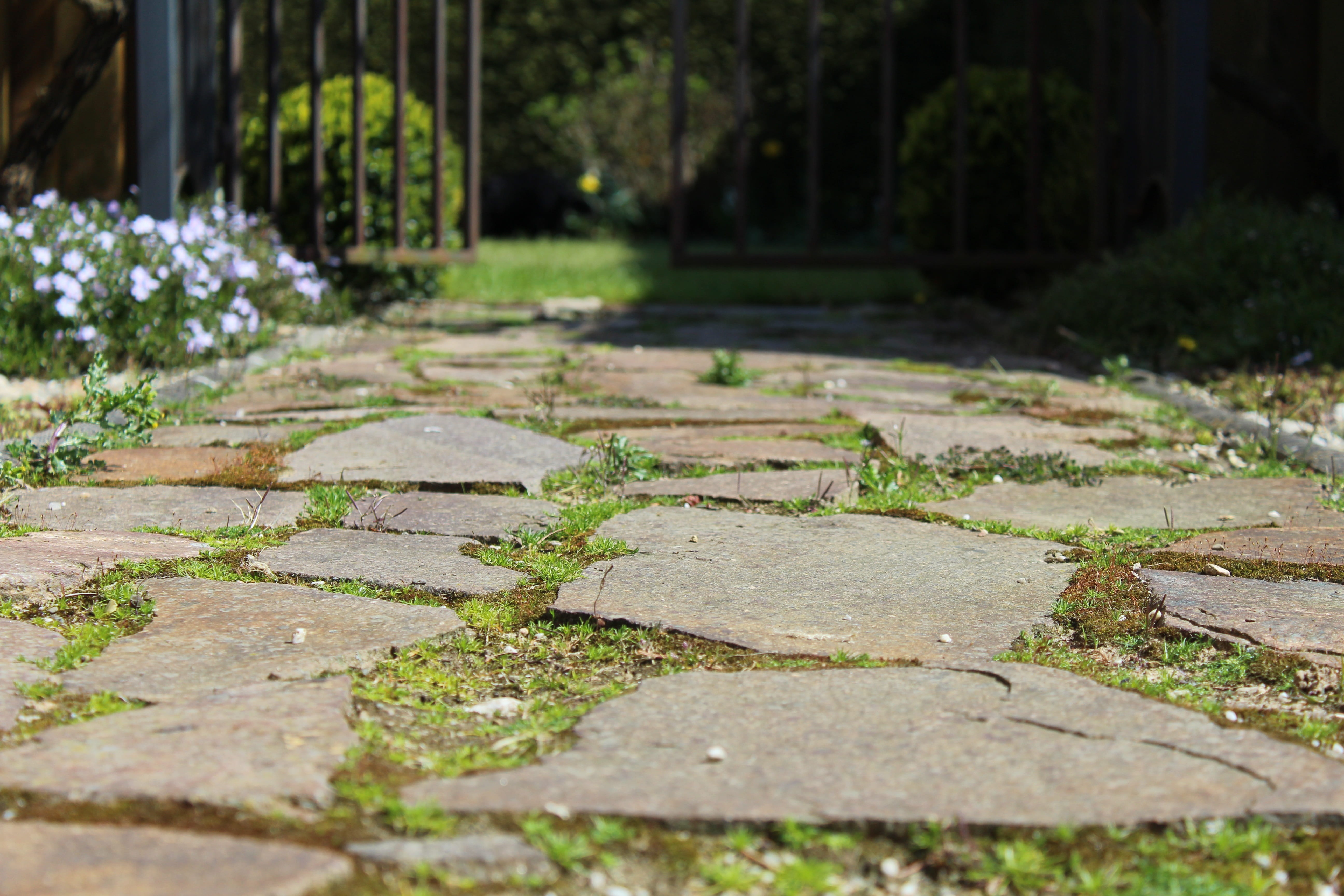 Steinweg, footpath, sidewalk, water, built structure, tree, plant, sunlight, outdoors, garden, Ground, nature, the way forward, direction, growth, focus on foreground, HD Wallpaper