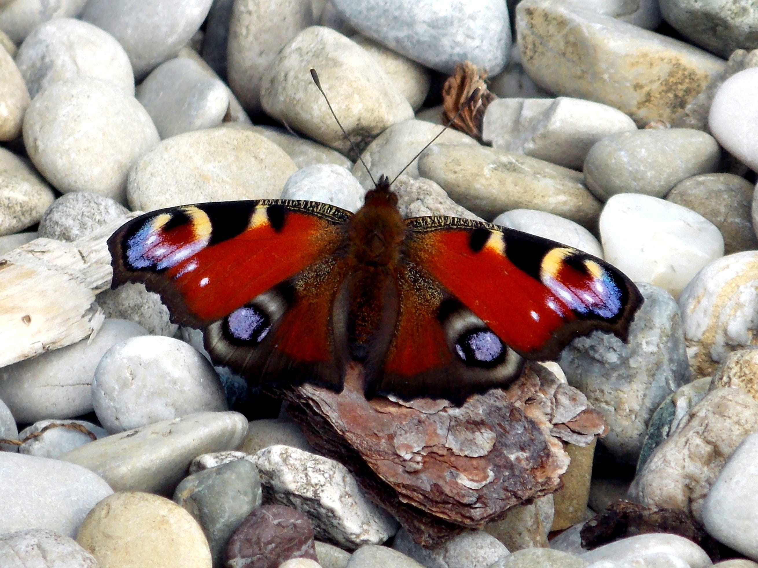 steinweg, animal wildlife, satyrinae, garden, animal, close-up, break, pebble, animal themes, butterflies, summer, invertebrate, insect, rest, stone - object, HD Wallpaper