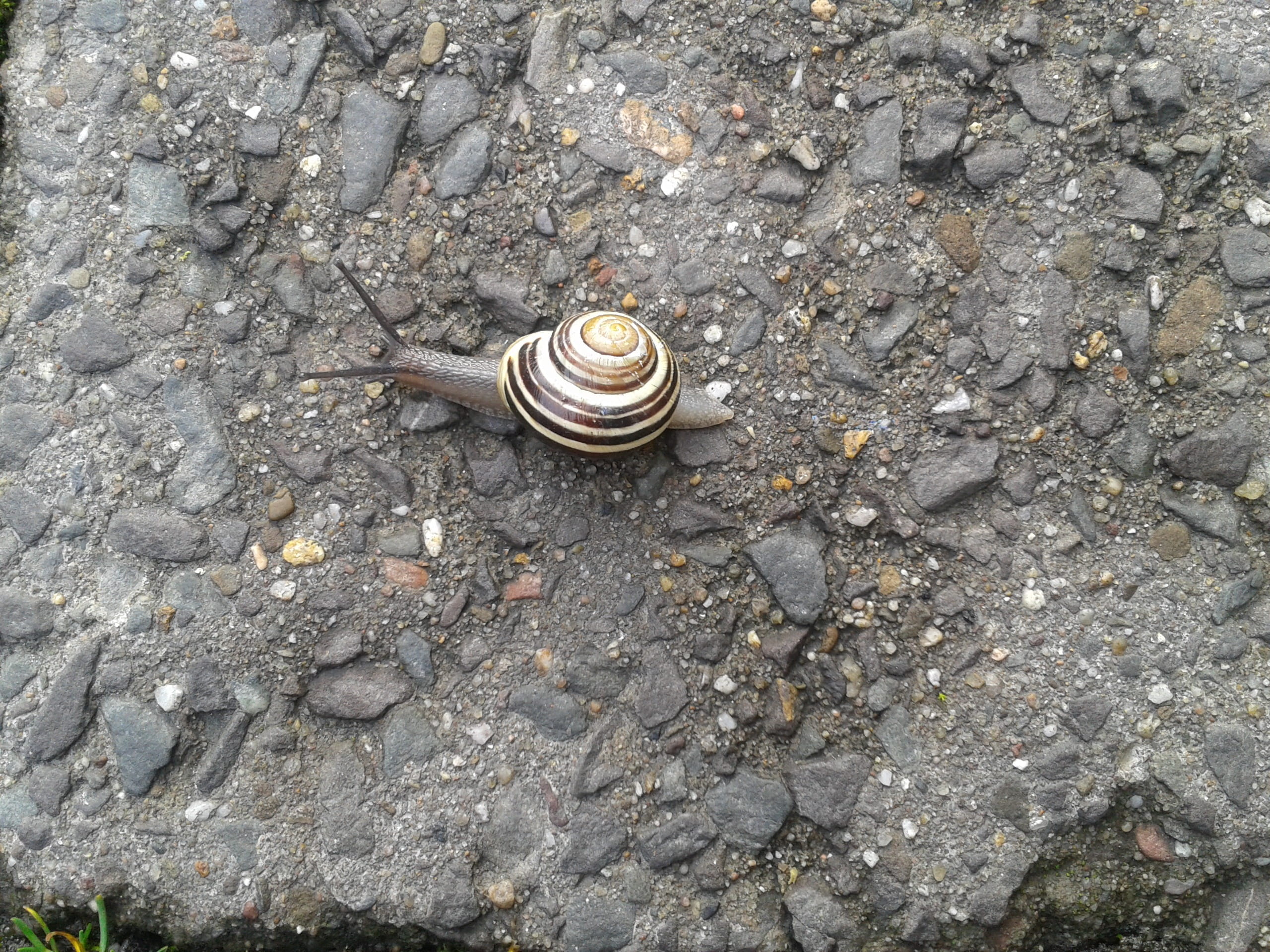 Sneak, steinweg, no people, high angle view, spiral, animal themes, 2K, Shell, day, nature, slowly, mollusk, Snail, Mucus, animal shell, land, time, gastropod, HD Wallpaper