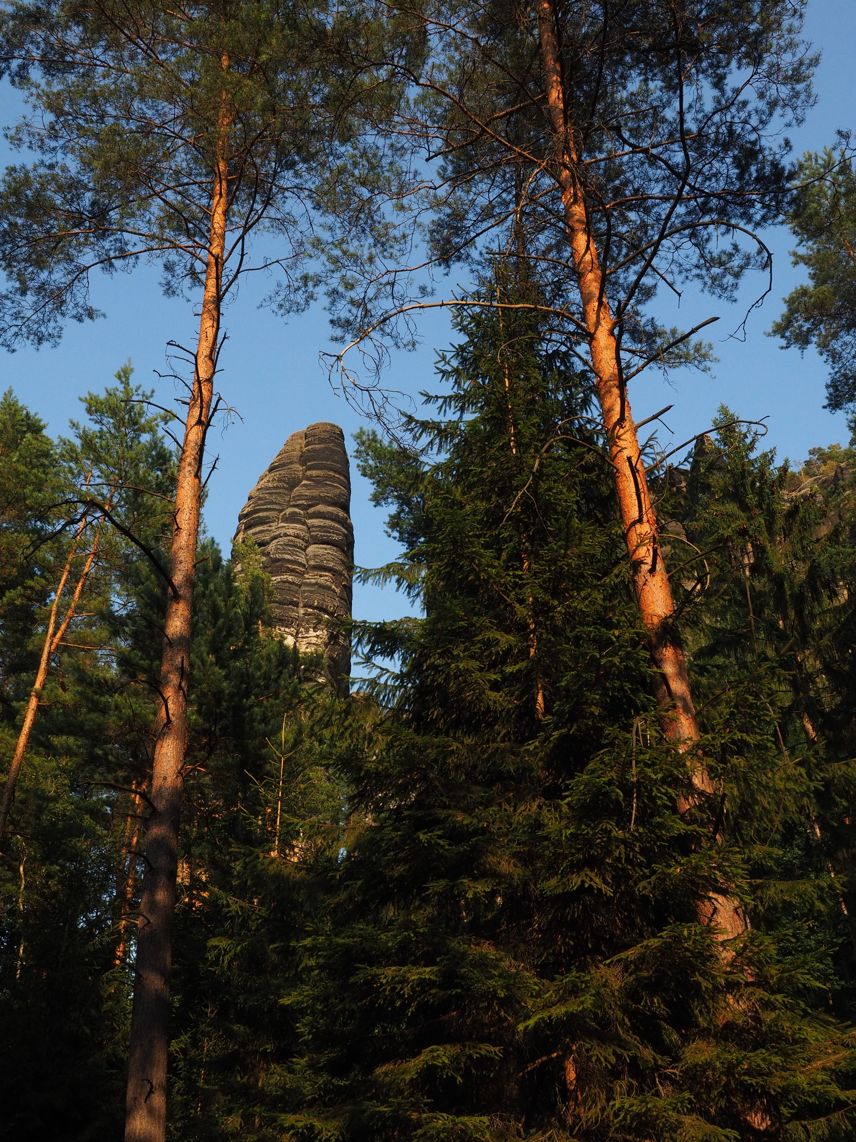 trunk, sky, bloszstock, elbe sandstone mountains, tree, rock, hiking, low angle view, sandstone mountain, non-urban scene, land, monkey stones, growth, Phone HD Wallpaper
