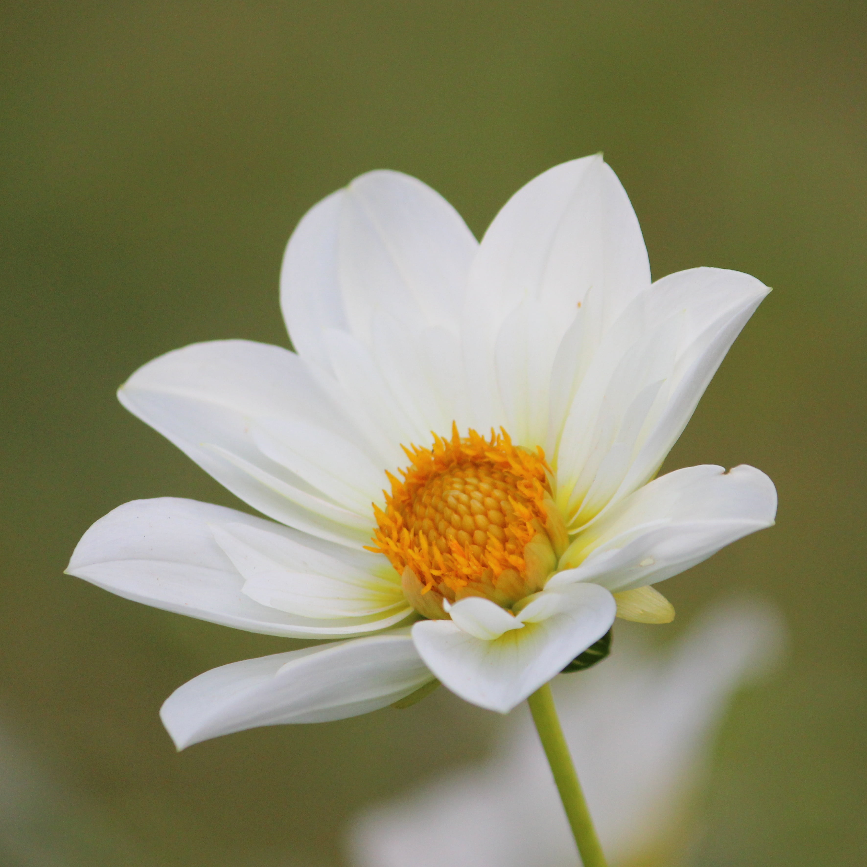 dahlia, day, daisy, outdoors, vulnerability, summer, beauty in nature, inflorescence, freshness, nature, softness, white color, dahlia garden, late summer, Phone HD Wallpaper