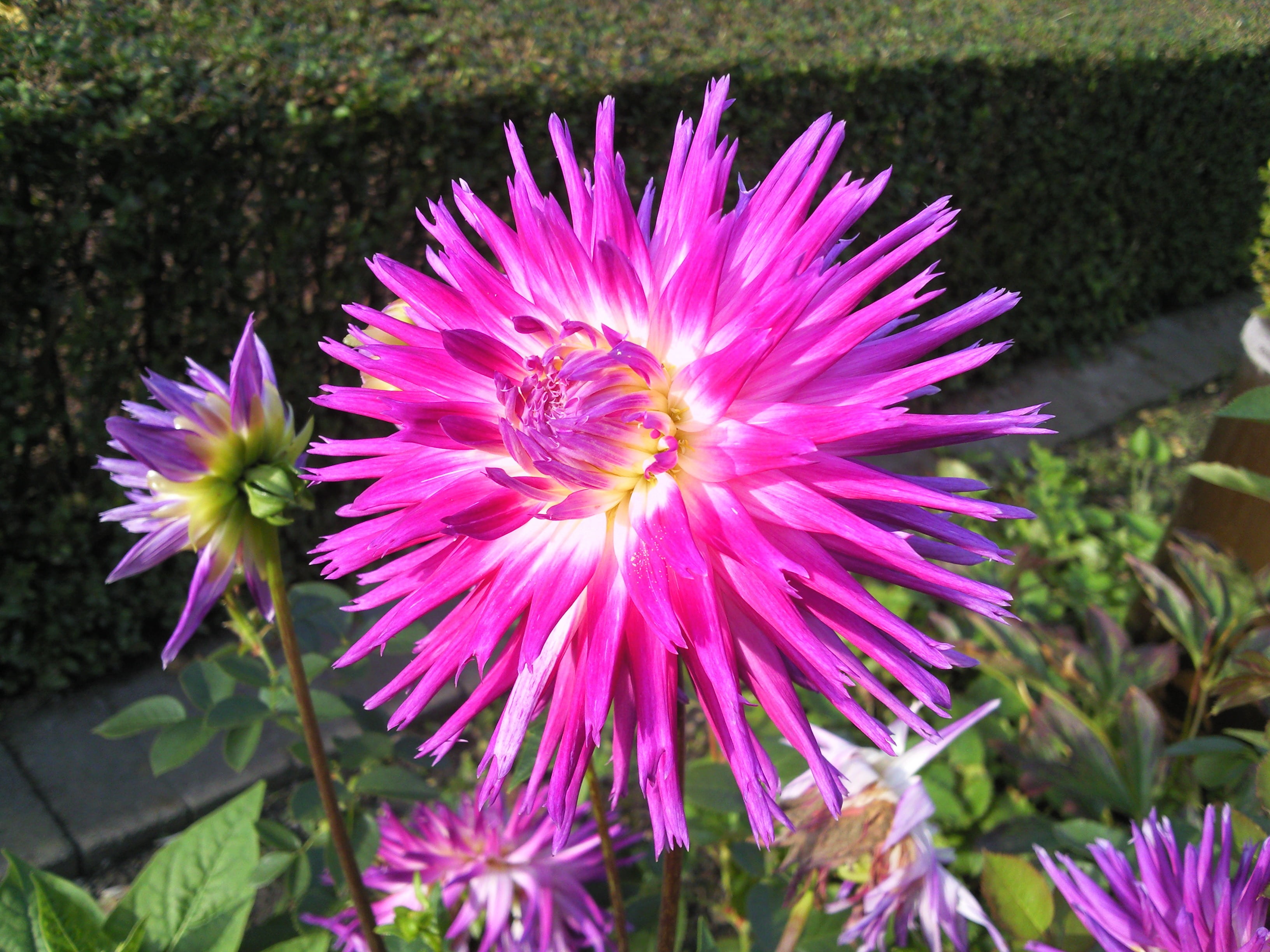 bloom, sun, fragility, beauty in nature, inflorescence, red, flowerbed, dahlia, day, close-up, flower head, focus on foreground, flower, growth, vulnerability, HD Wallpaper