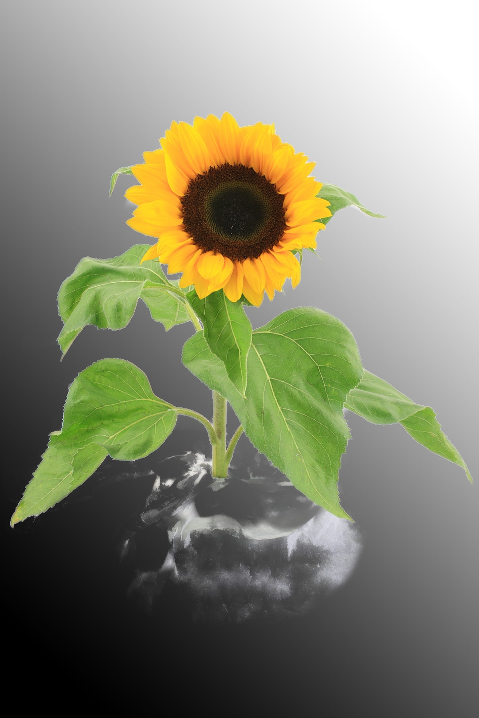 summer, leaf, still life, gardening, yellow, vulnerability, sunflower, harvest, late summer, 1080P, studio shot, bouquet, blossomed out, sun flower, autumn, Phone HD Wallpaper