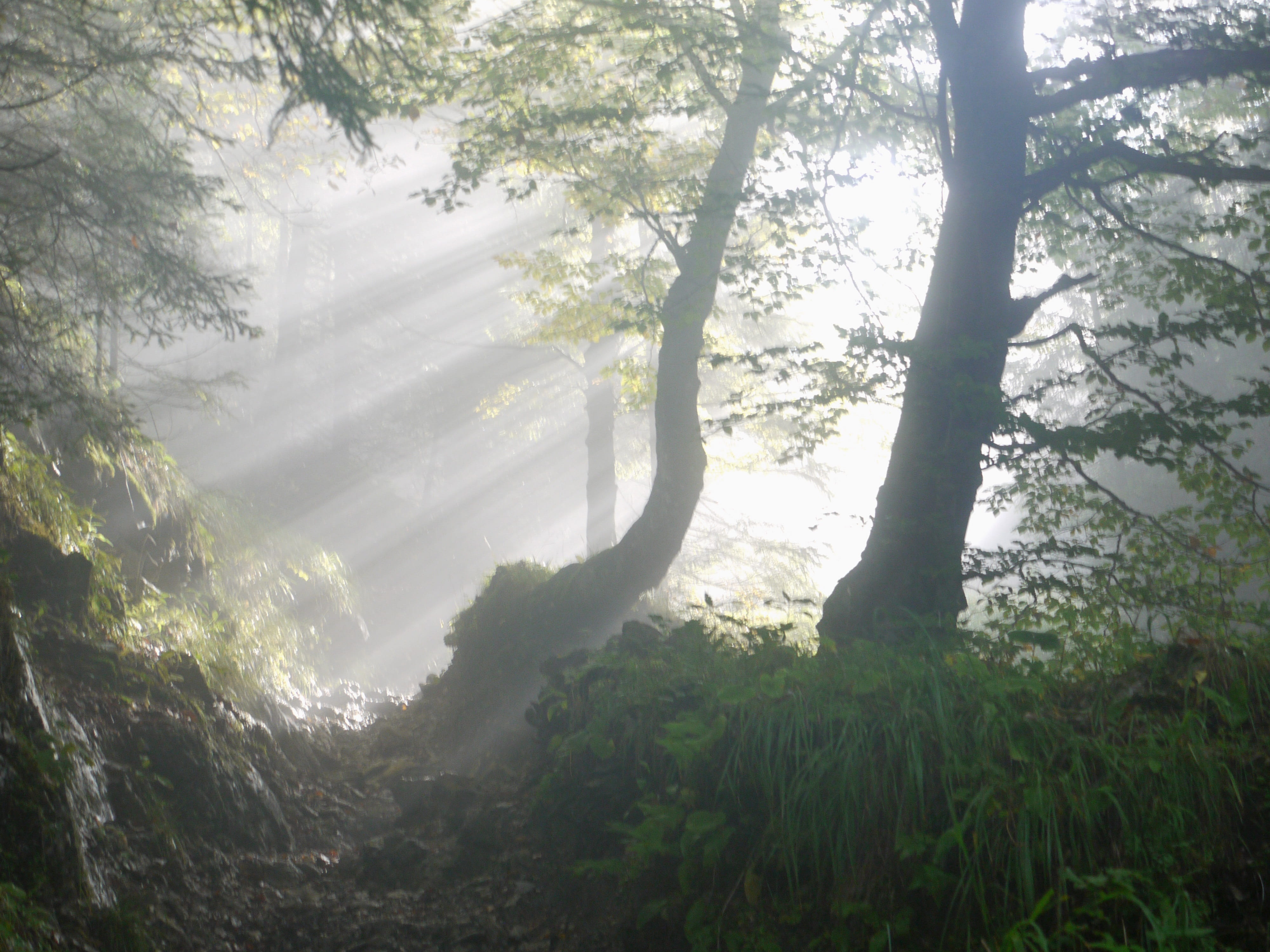 lush foliage, peaceful, mood, tranquil scene, stripes, fog, mystical, spiritual, forest, morning, sunset, scenics - nature, target, tranquility, landscape, HD Wallpaper