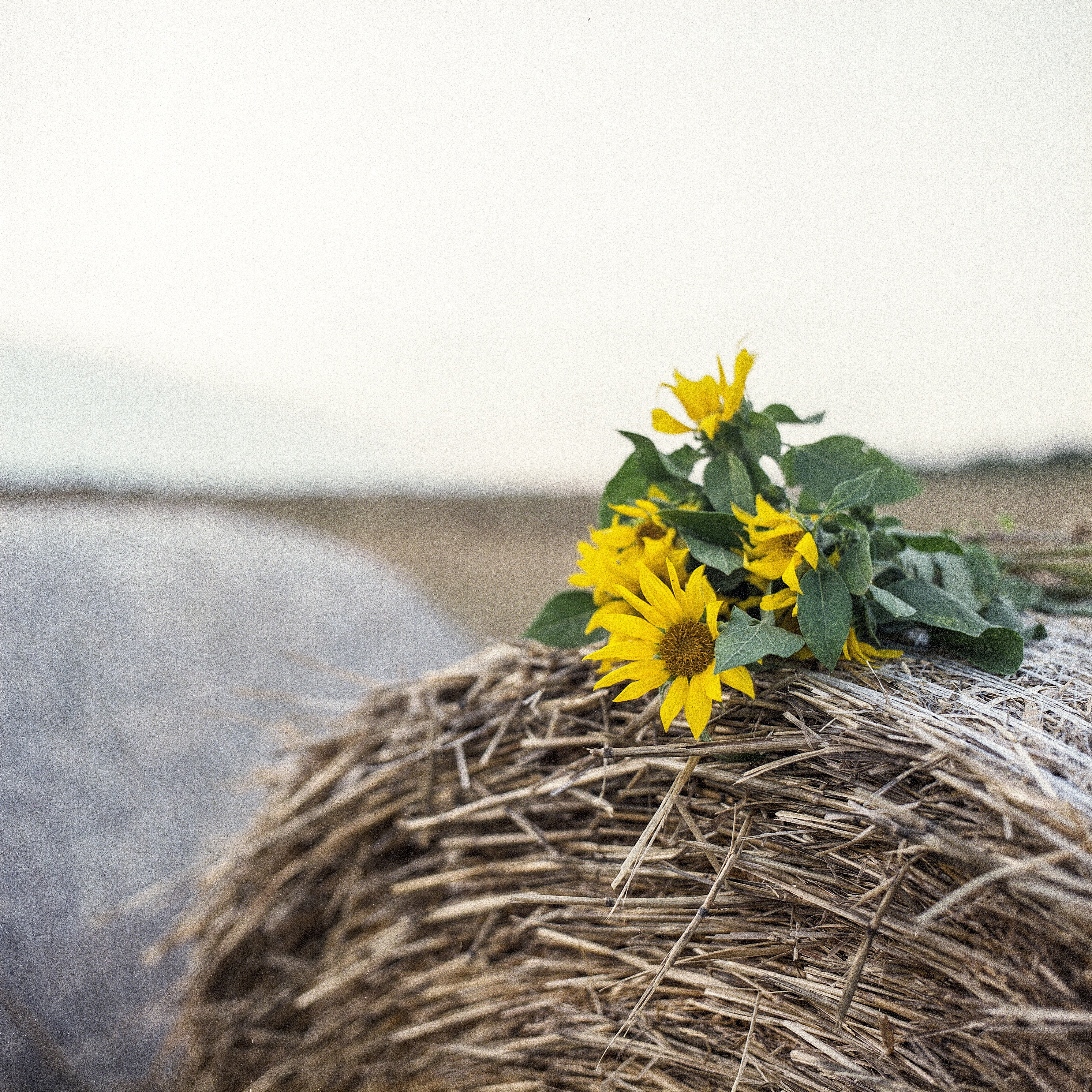 vulnerability, focus on foreground, harvesting, sunny, field, farmland, nature, harvest, outdoors, agriculture, green, plant, late summer, wheat, yellow, Phone HD Wallpaper