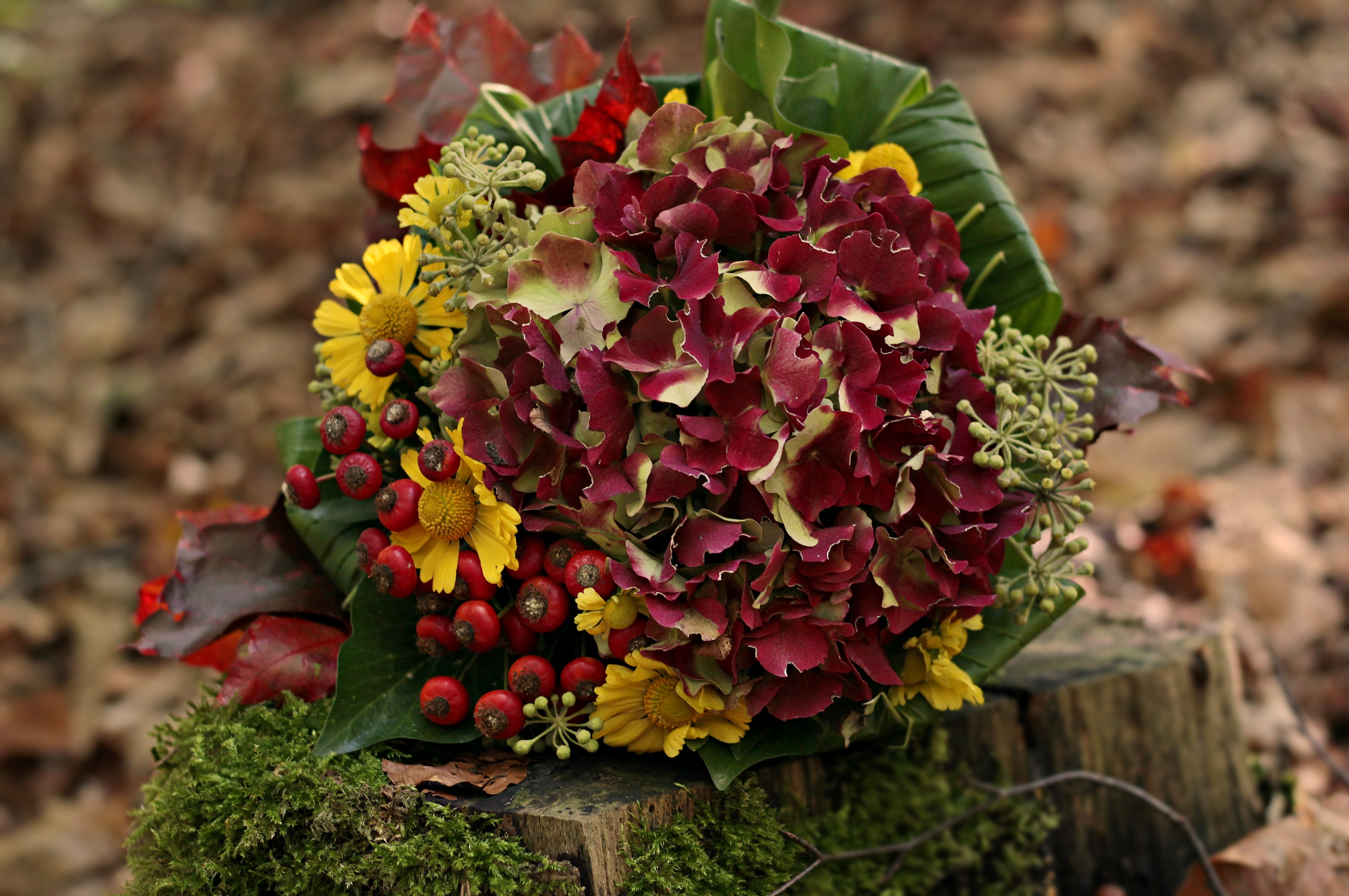 plant part, postcard, flower, growth, bunch of flowers, close-up, high angle view, beauty in nature, vulnerability, tree stump, autumn bouquet, bouquet, HD Wallpaper