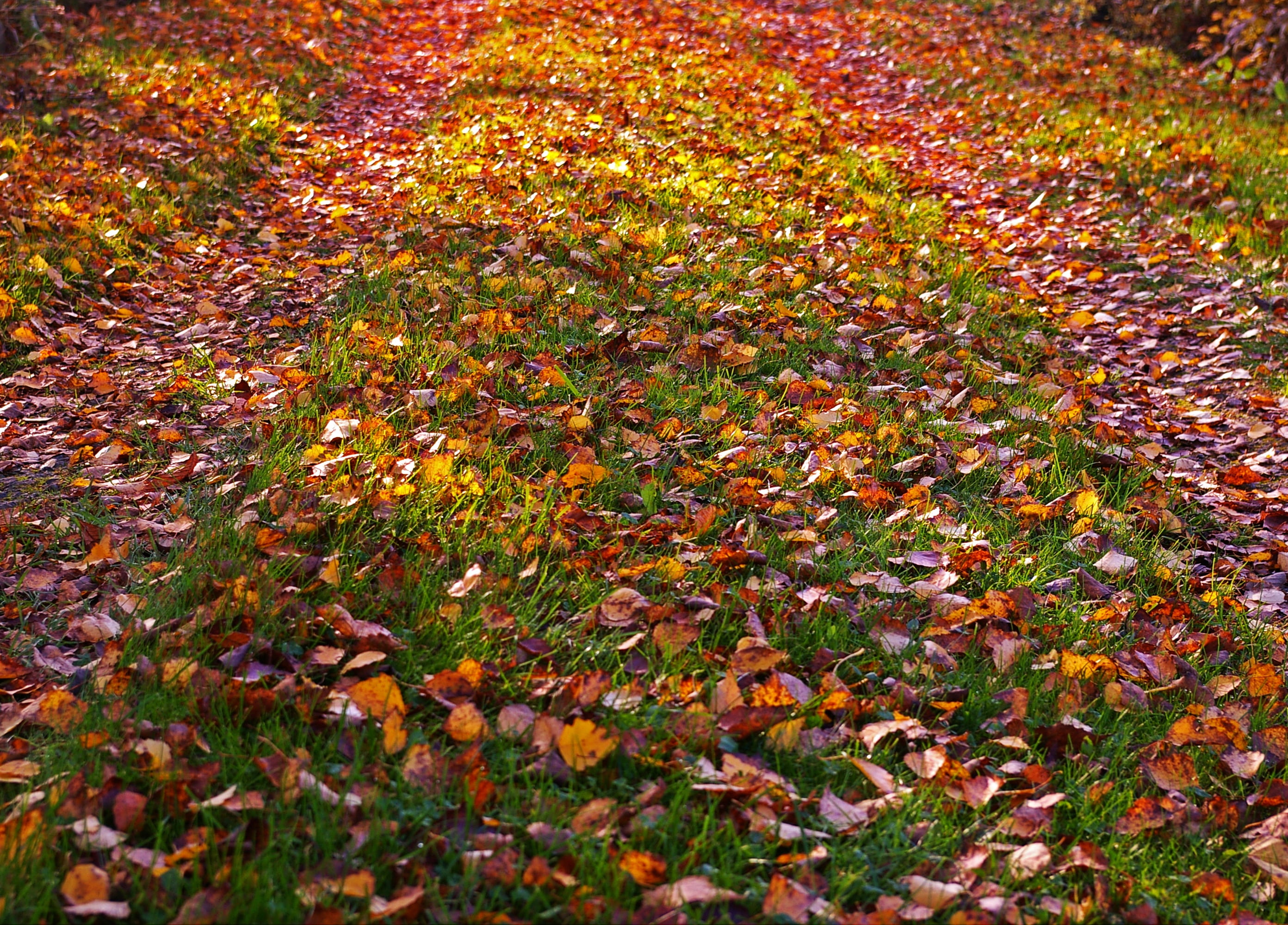 forest path, plant part, land, late summer, autumn gold, beauty in nature, rest, leaves in the autumn, 2K, colorful, background, four seasons, landscape, HD Wallpaper